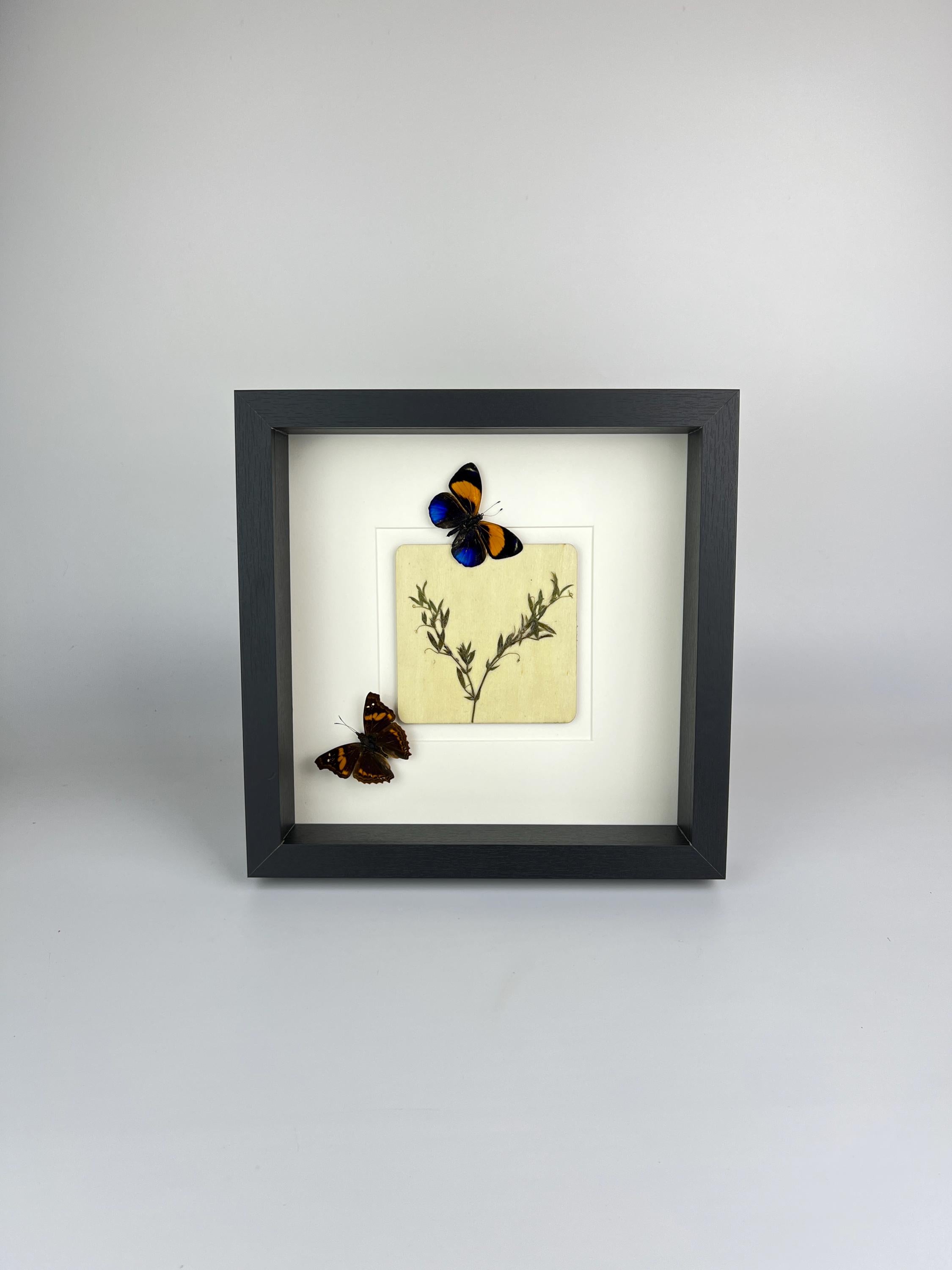 Asterope Markii und Doxocopa mit Trockenblumen im Rahmen