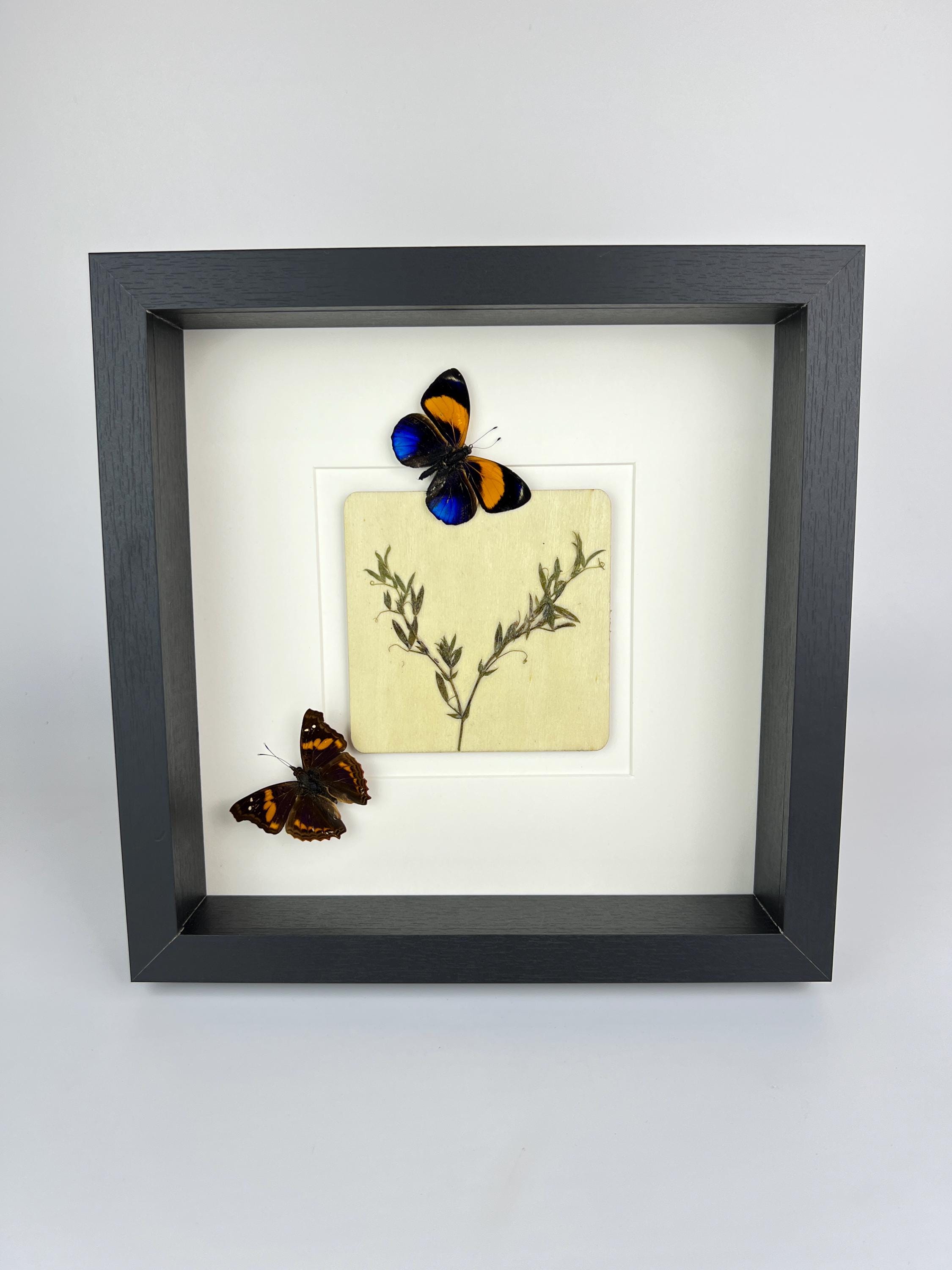 Asterope Markii und Doxocopa mit Trockenblumen im Rahmen