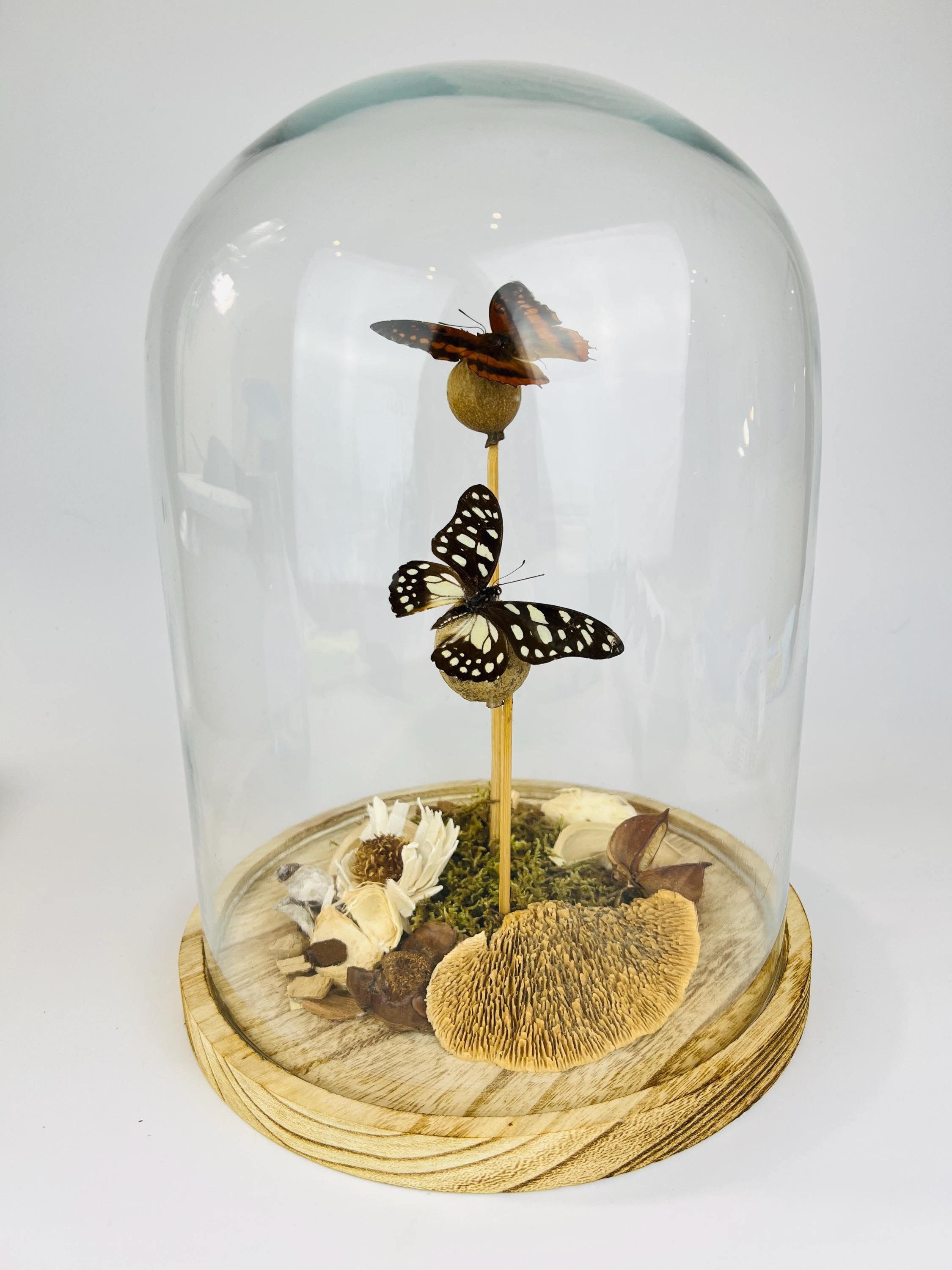 Charaxes and Graphium Leonidas in stolp