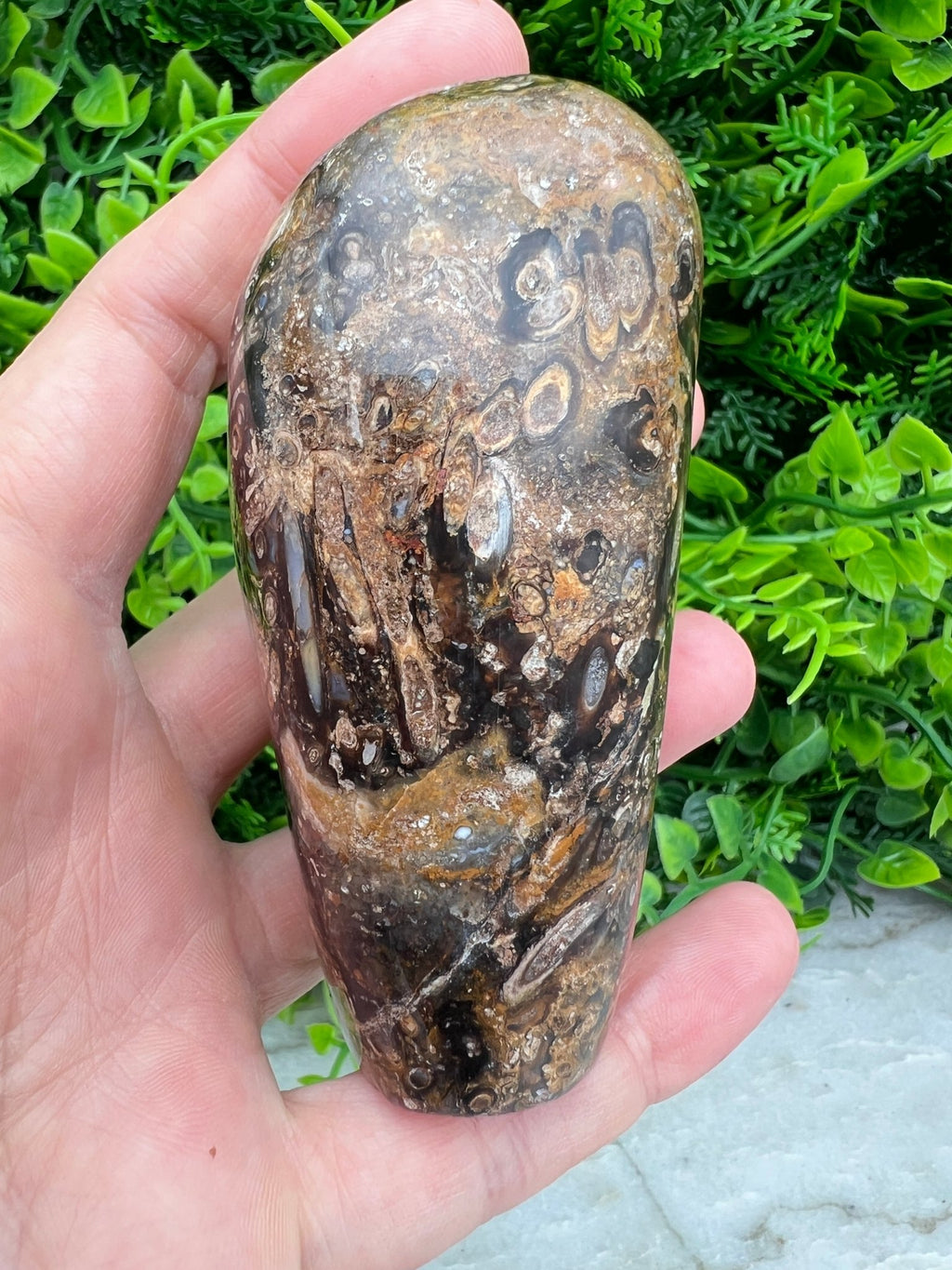 Rotes Palmenfossil, Freiform (8 cm) von KEY LIME STORE