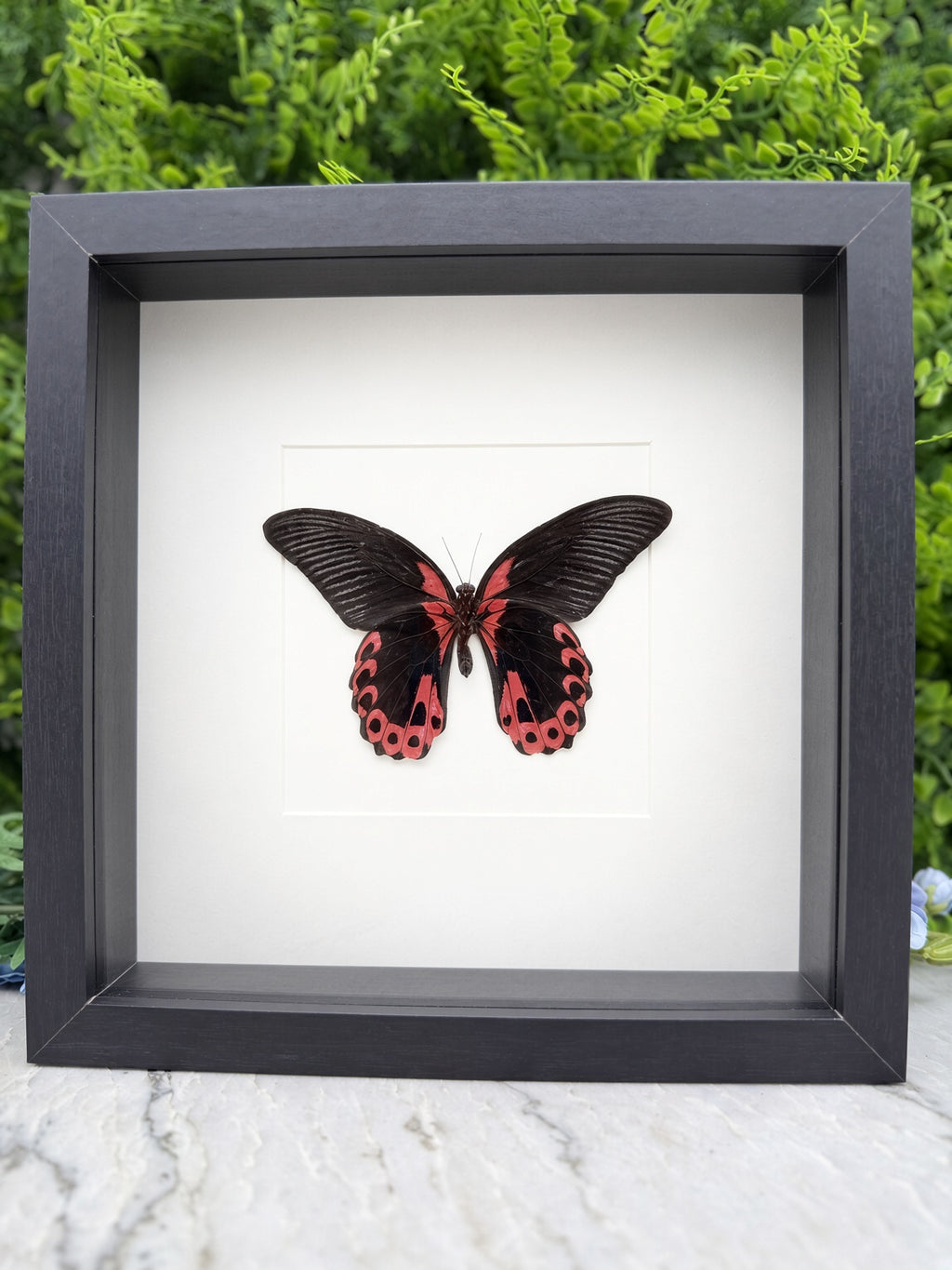 A framed image of a black butterfly with red markings on its wings.
