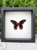 A framed image of a black butterfly with red markings on its wings.