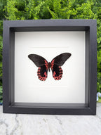 A framed image of a black butterfly with red markings on its wings.