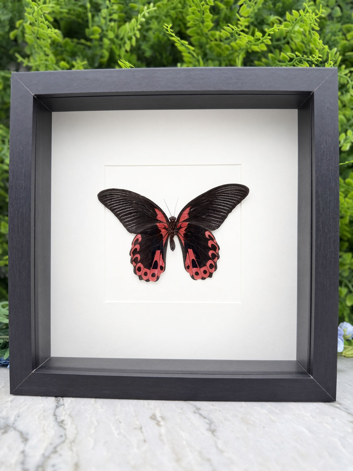 A framed image of a black butterfly with red markings on its wings.