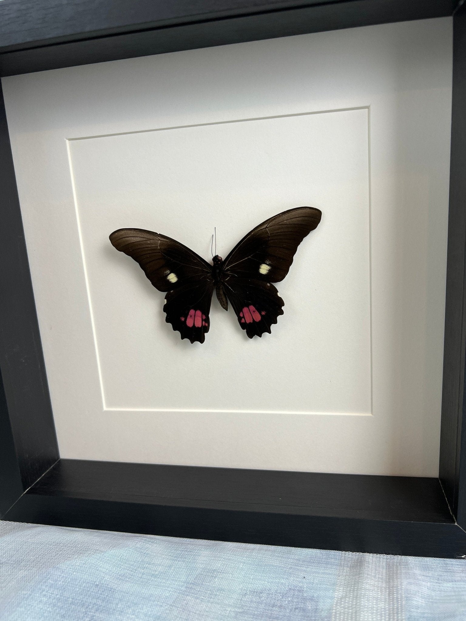 Papilio Anchisiades, gerahmt von KEY LIME STORE