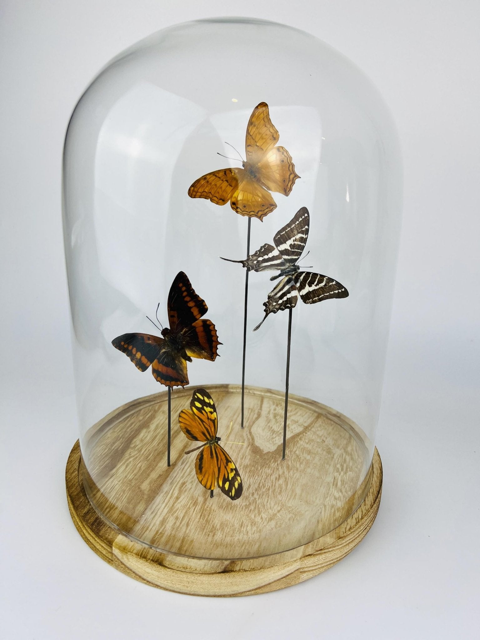 Vindula Erota, Graphium Aristeus, Charaxes Lucretius und Tithorea Harmonia in einer Glasglocke von KEY LIME STORE