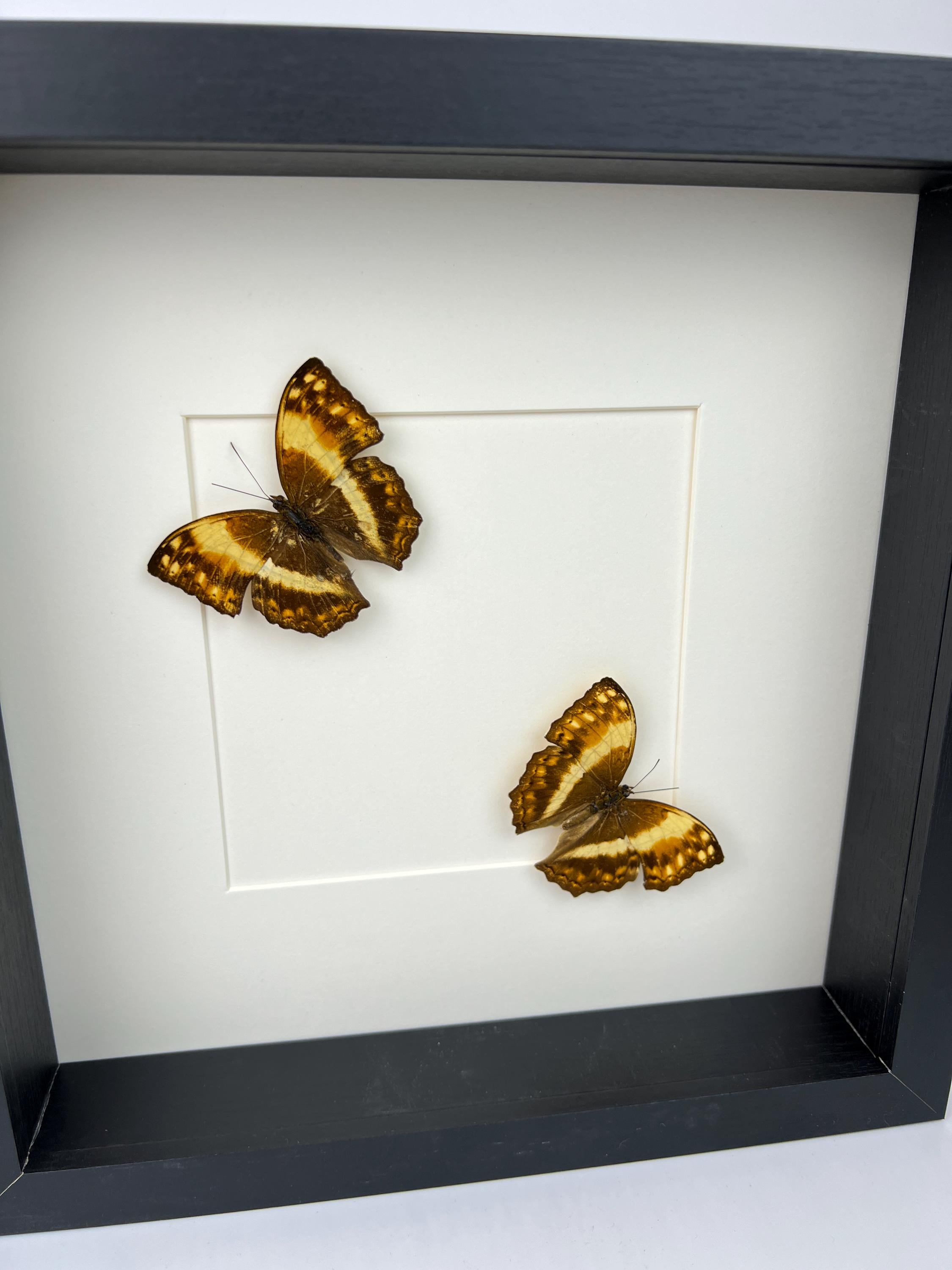 Harma Theobene in lijst