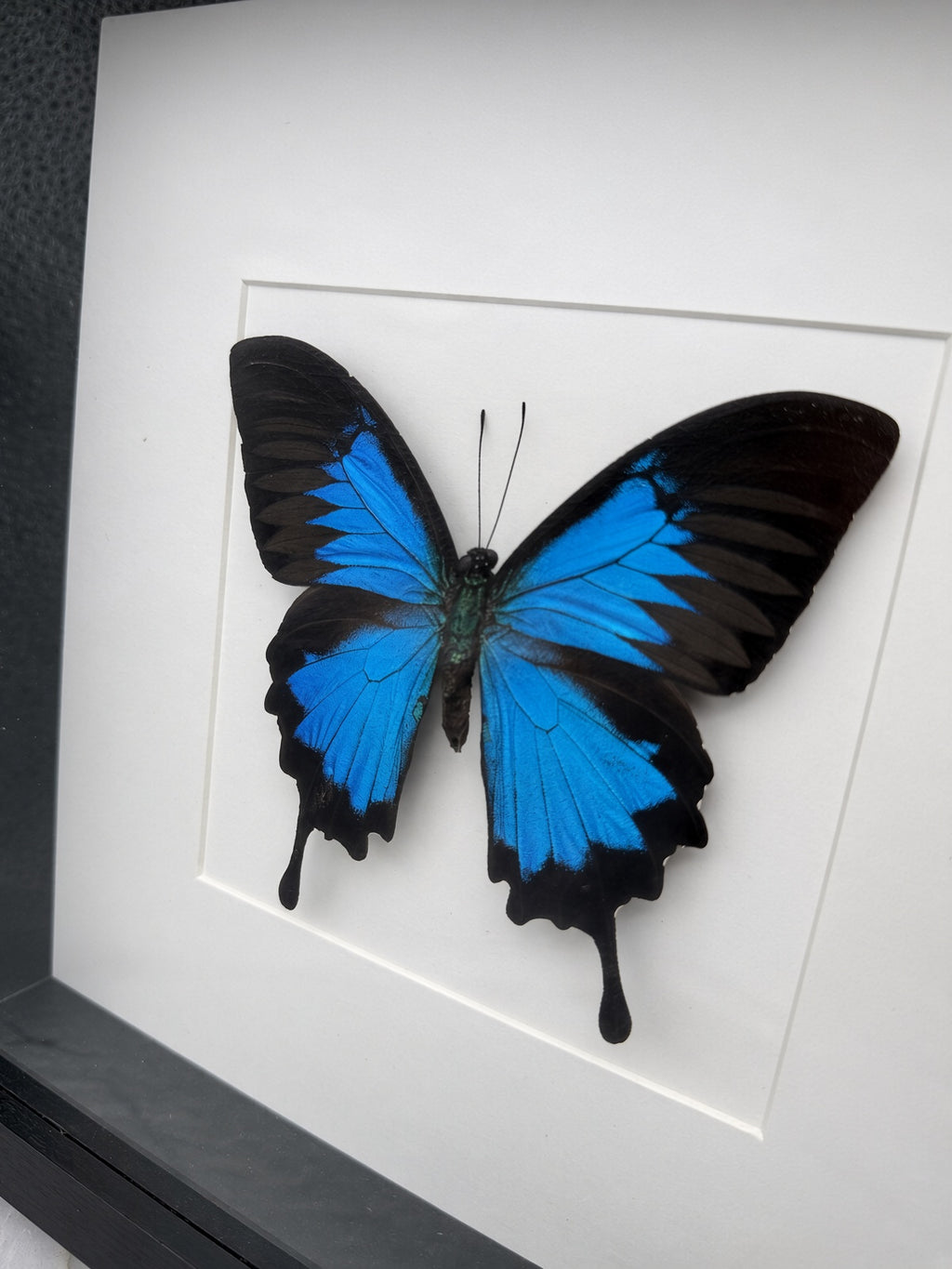 A framed image of a blue butterfly with black wings.
