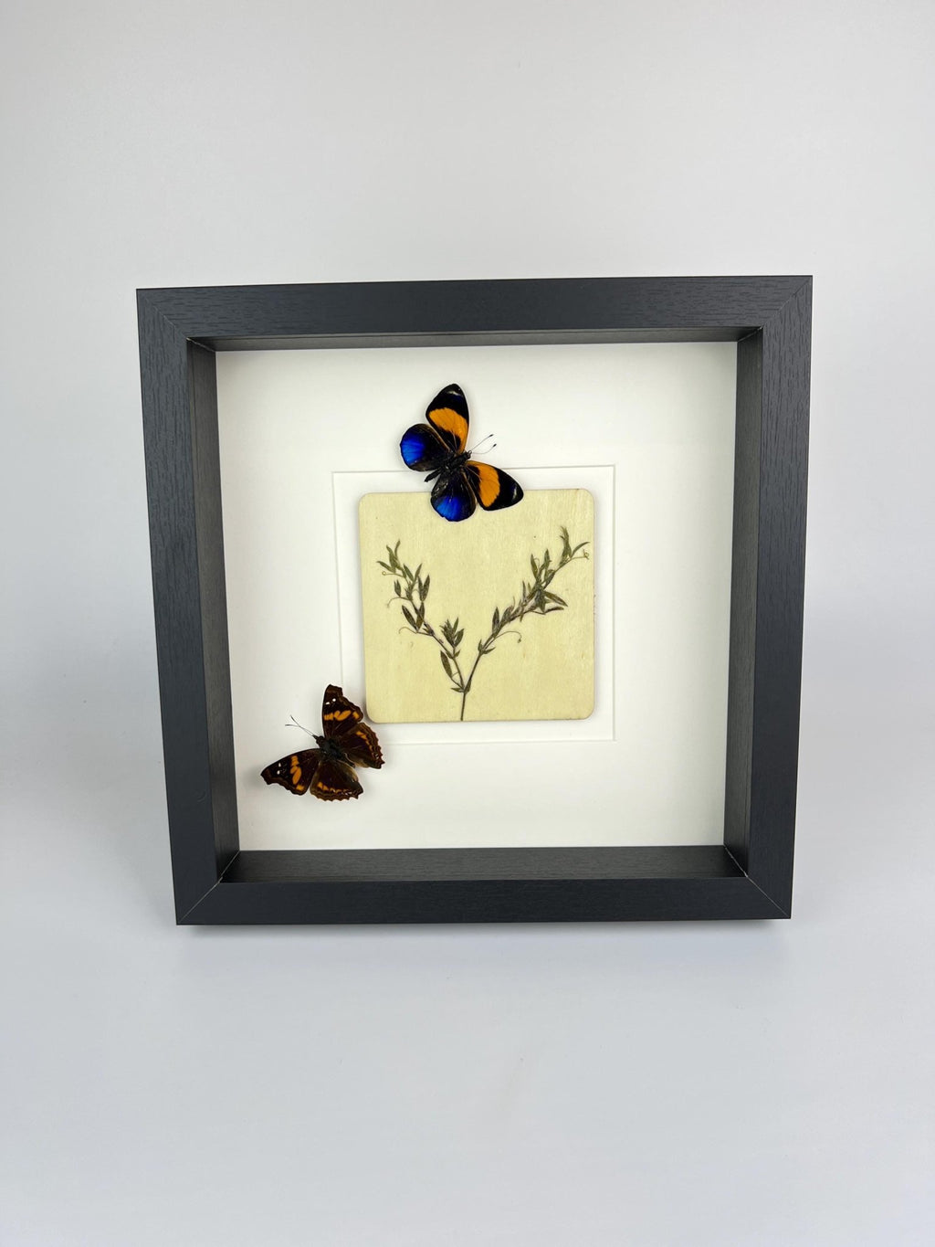 Asterope Markii und Doxocopa mit Trockenblumen in einem Rahmen von KEY LIME STORE