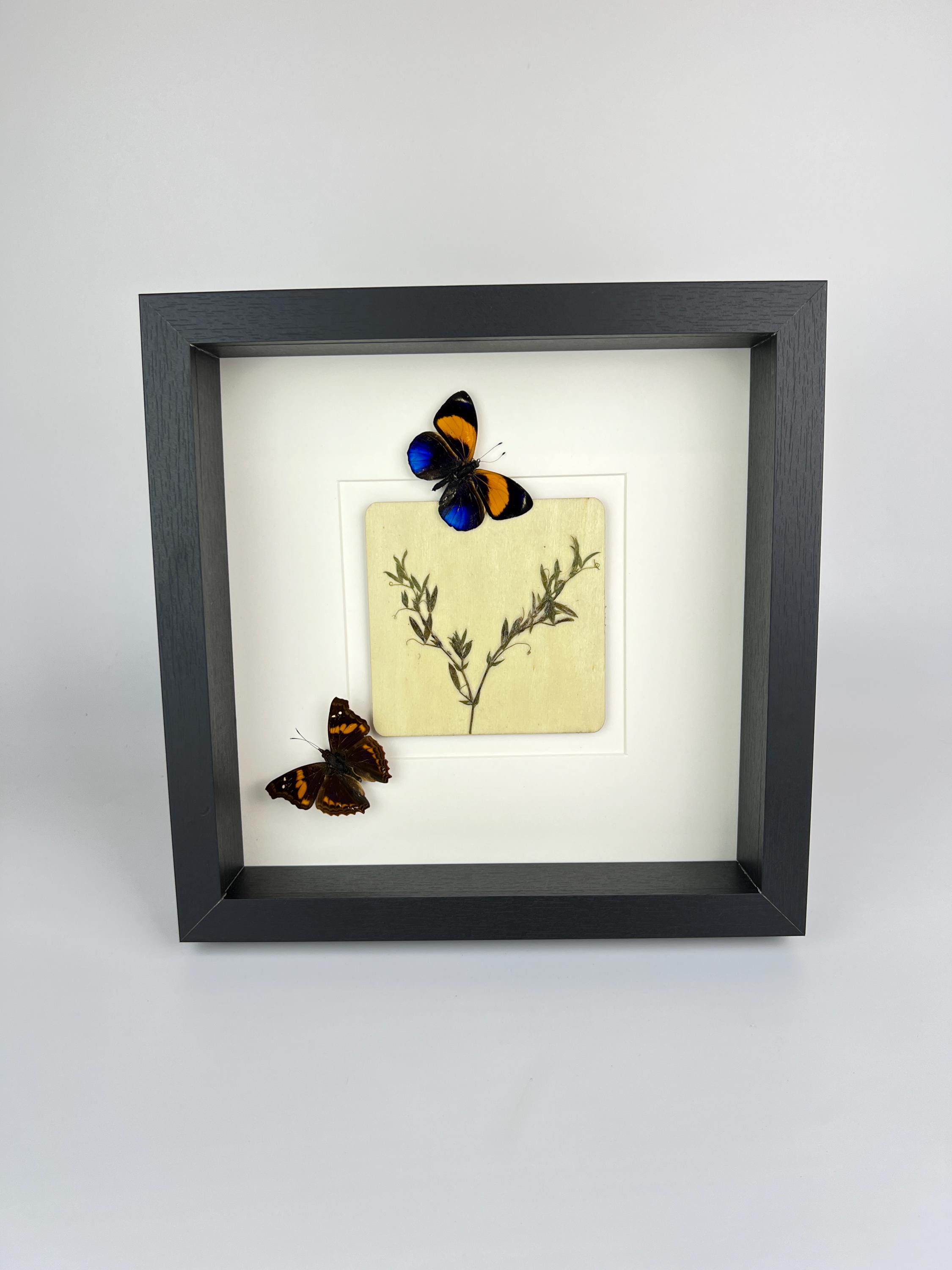 Asterope Markii und Doxocopa mit Trockenblumen im Rahmen