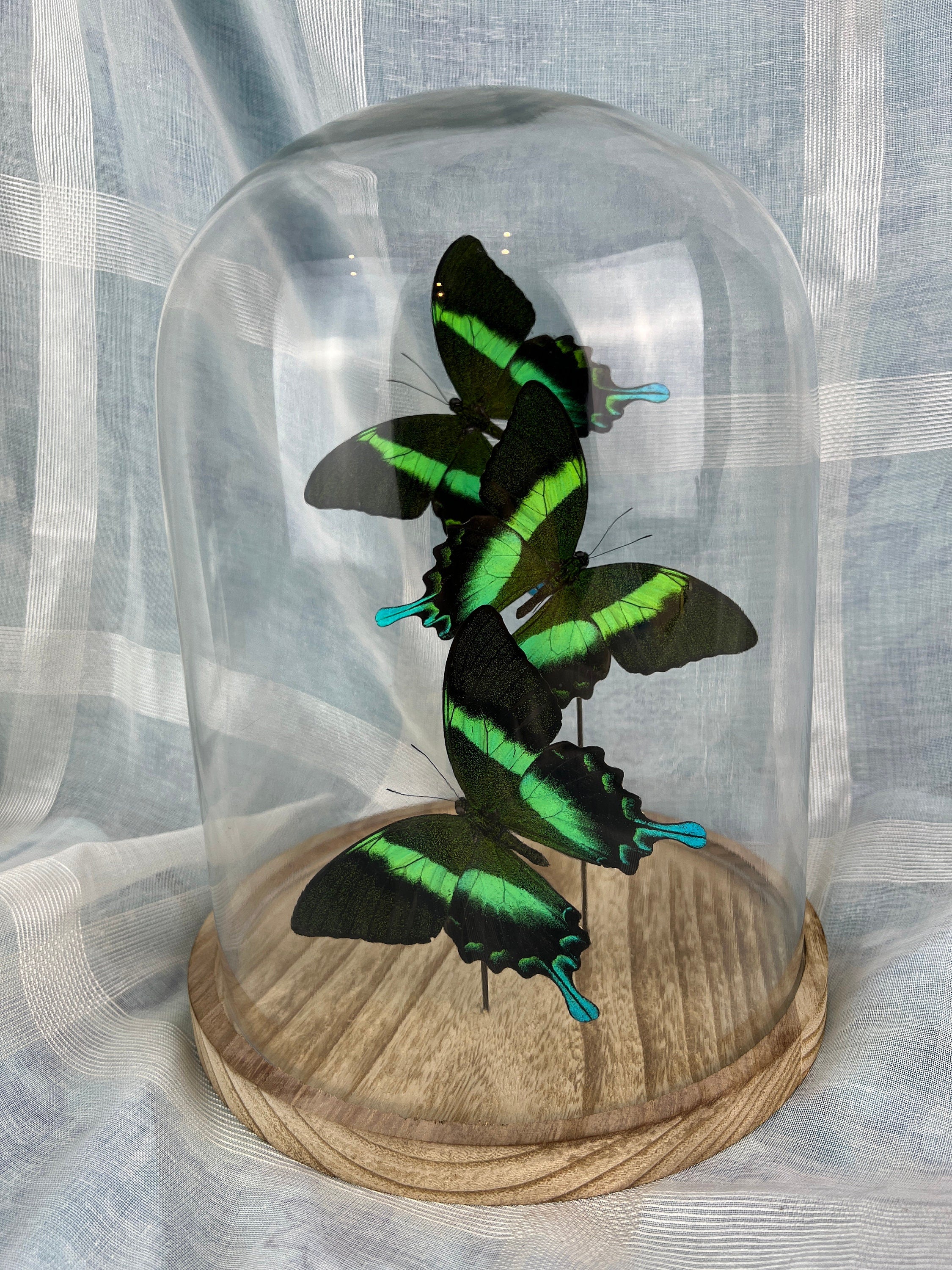 Papilio Blumei in stolp