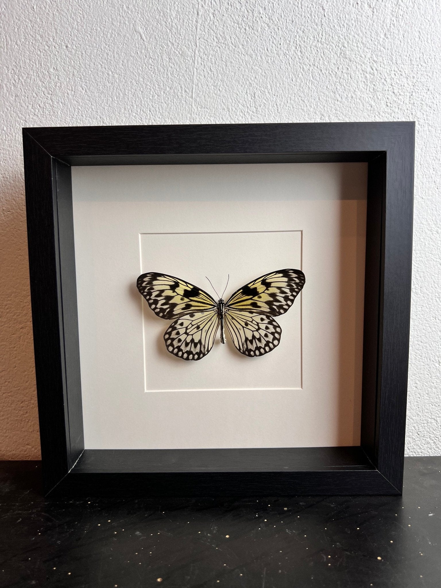 Idea Leuconoe in einem Rahmen von KEY LIME STORE