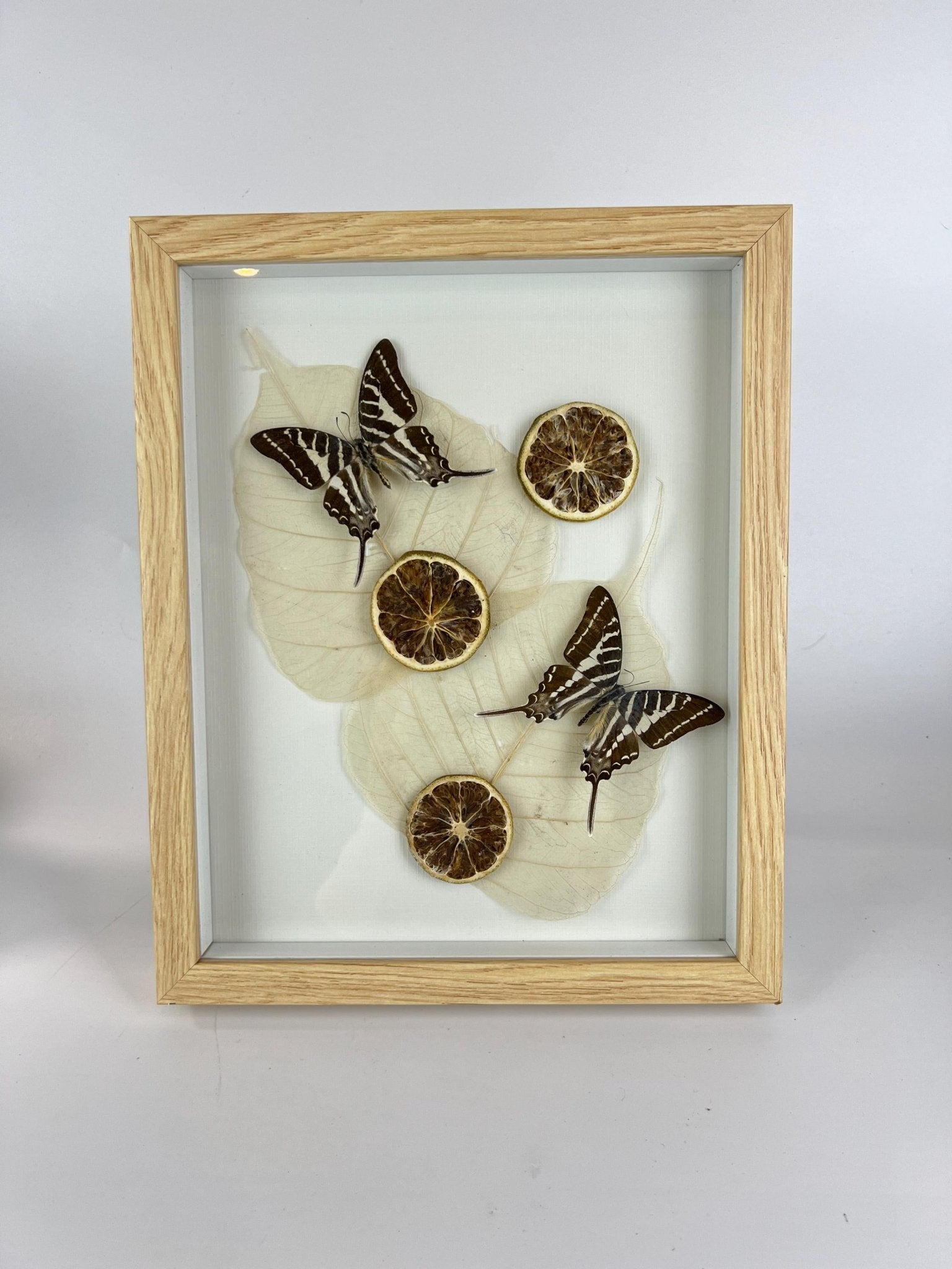Graphium Rhesus mit getrockneten Ornamenten in einem Rahmen von KEY LIME STORE