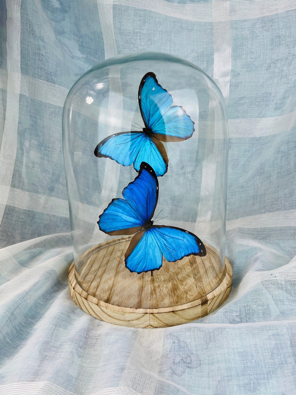 Morpho Didius in einer Glasglocke von KEY LIME STORE