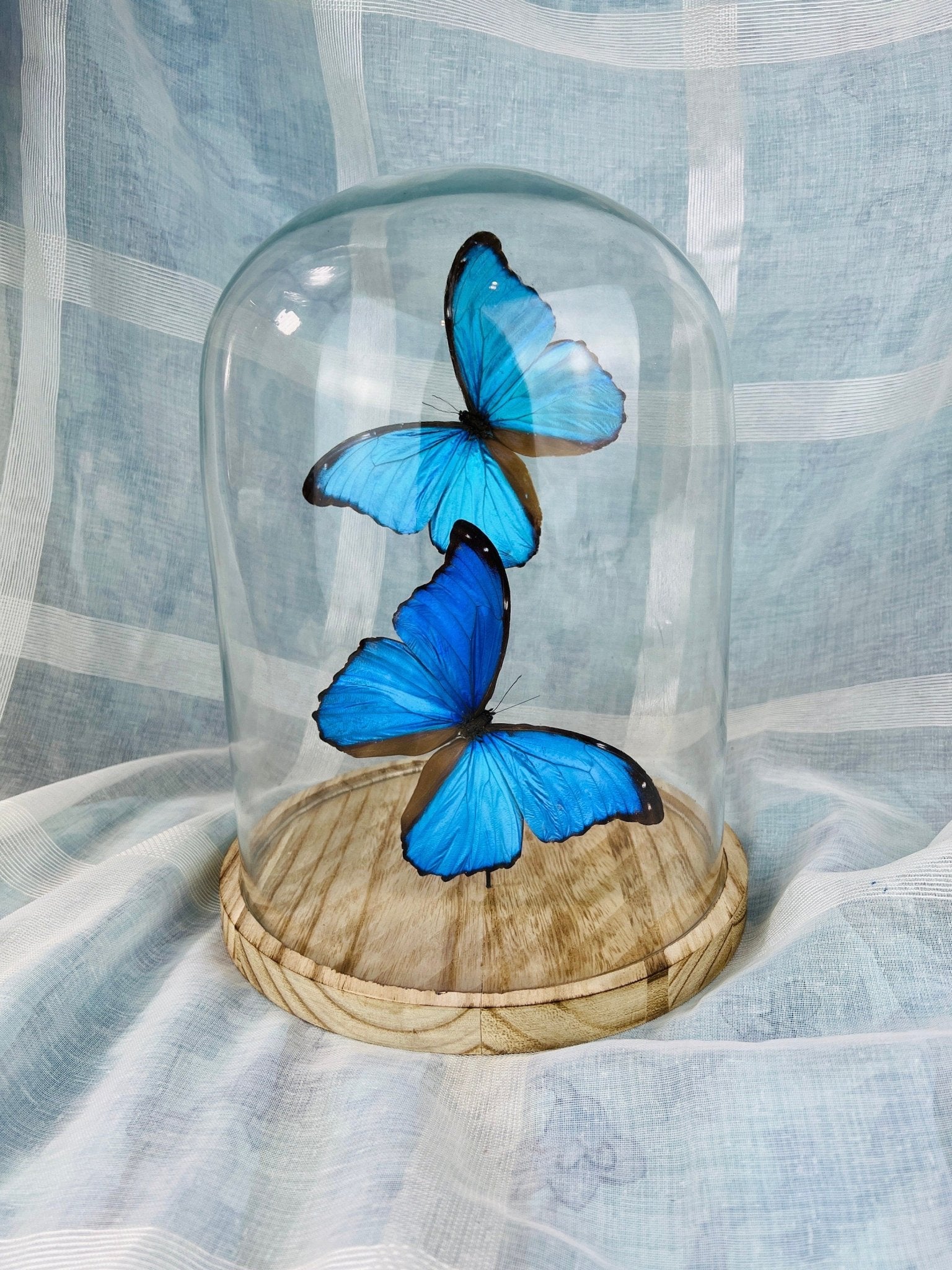 Morpho Didius in einer Glasglocke von KEY LIME STORE
