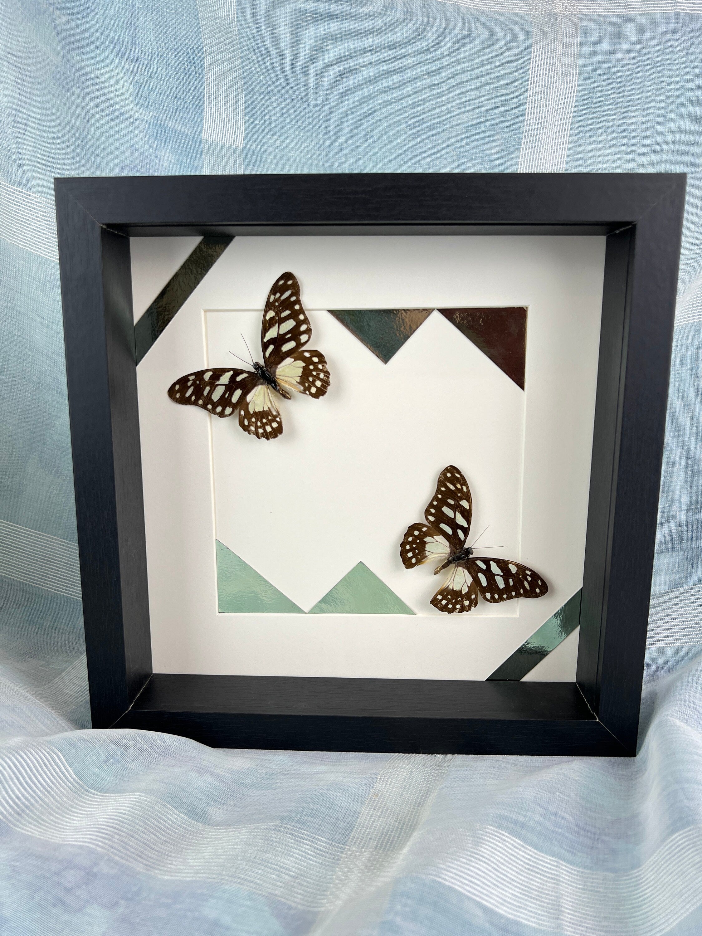 Graphium Leonidas op print in lijst