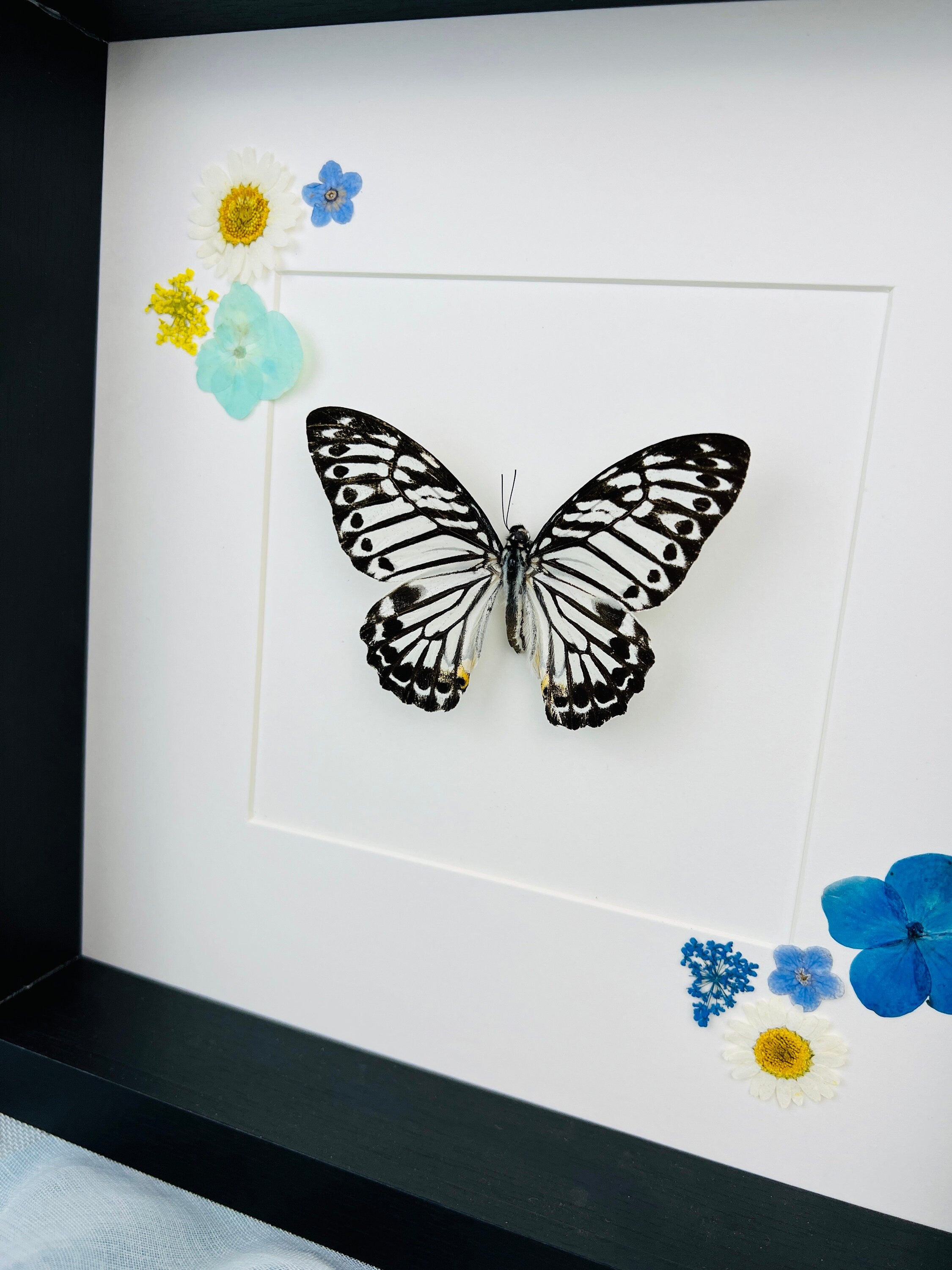 Echte vlinder | Graphium Delesserti en droogbloemen in lijst (25x25cm)