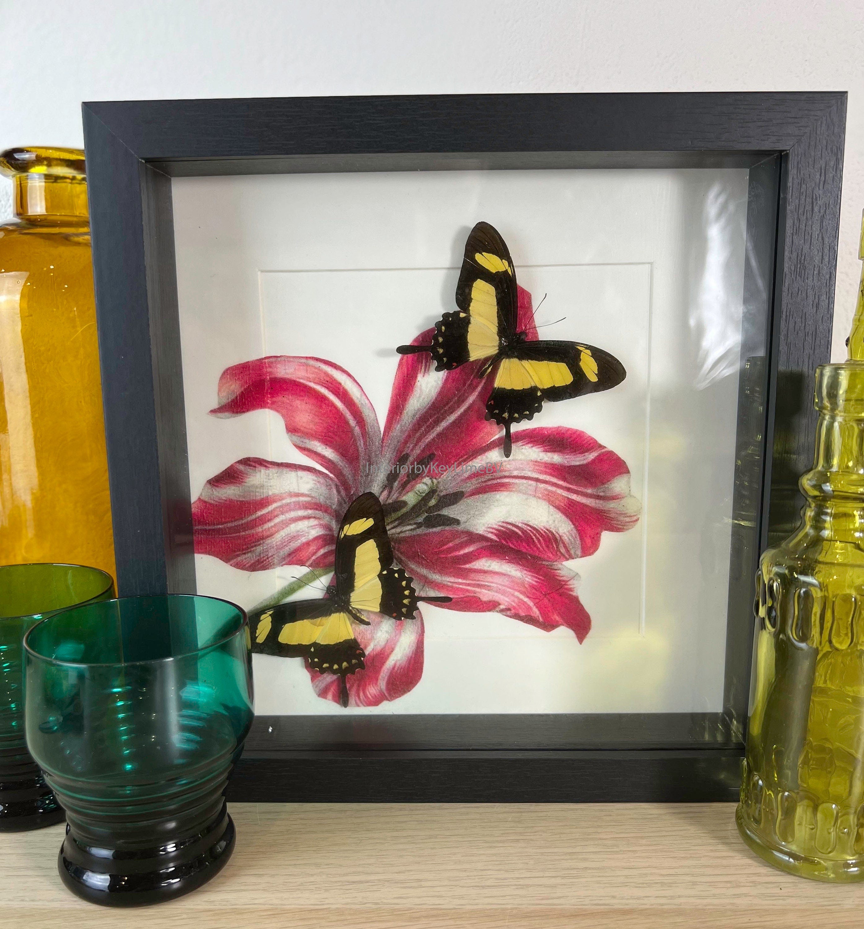 Echte vlinders Papilio Torquatus in lijst met print 25x25cm