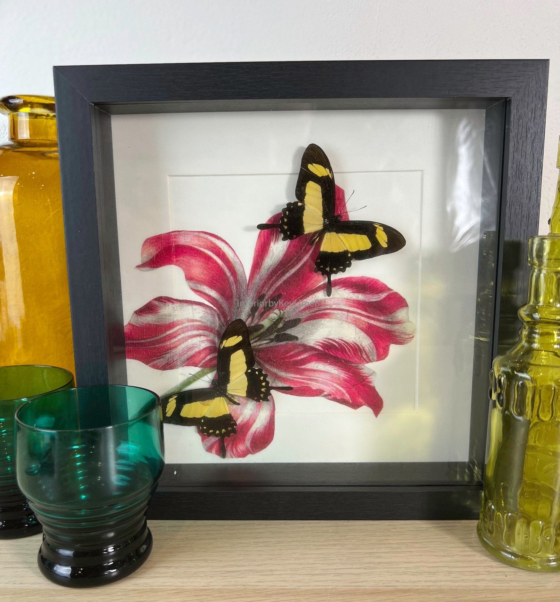 Papilio Torquatus als Druck in einem Rahmen von KEY LIME STORE