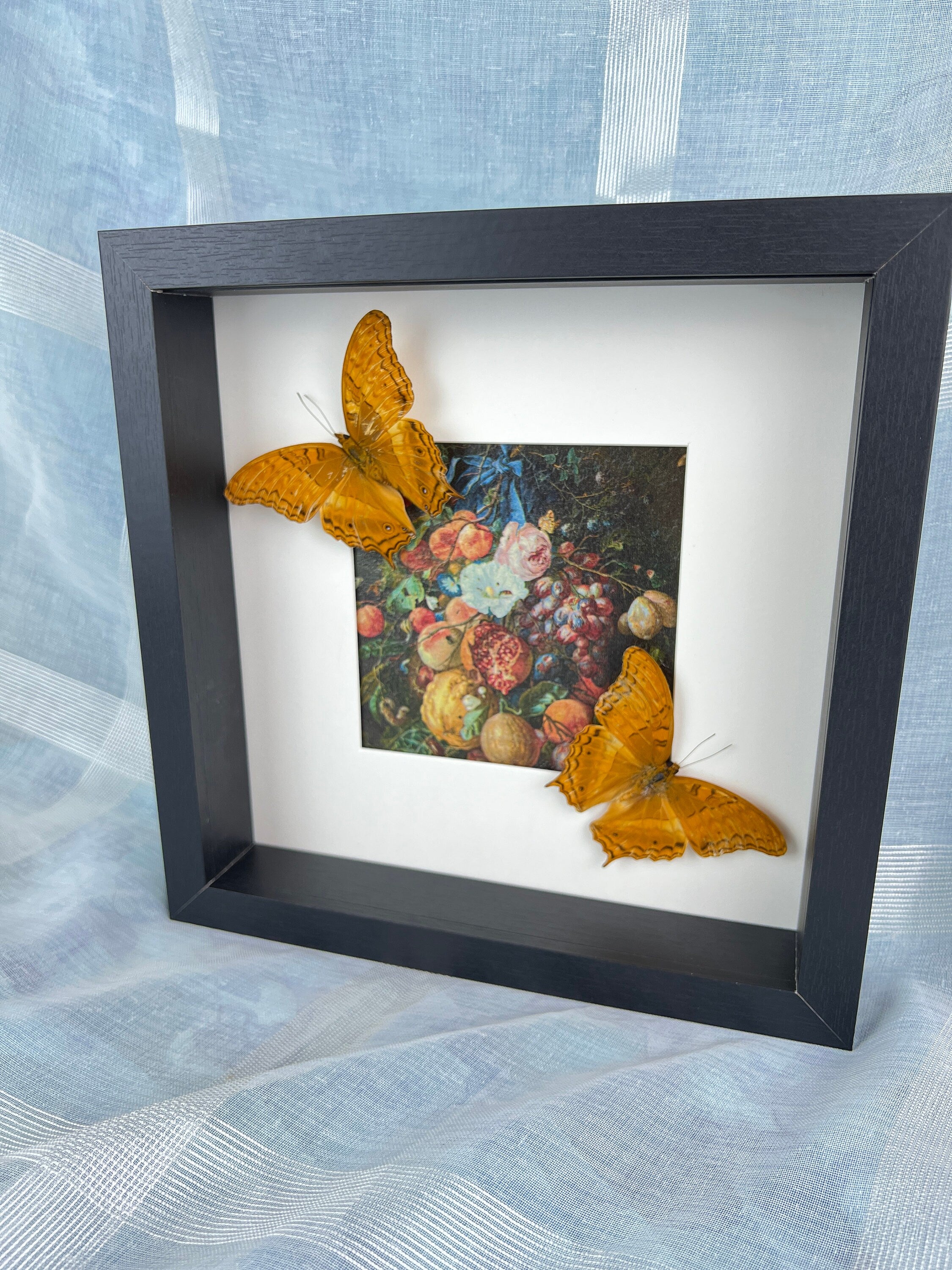 Vindula Arsinoe als Druck in einem Rahmen