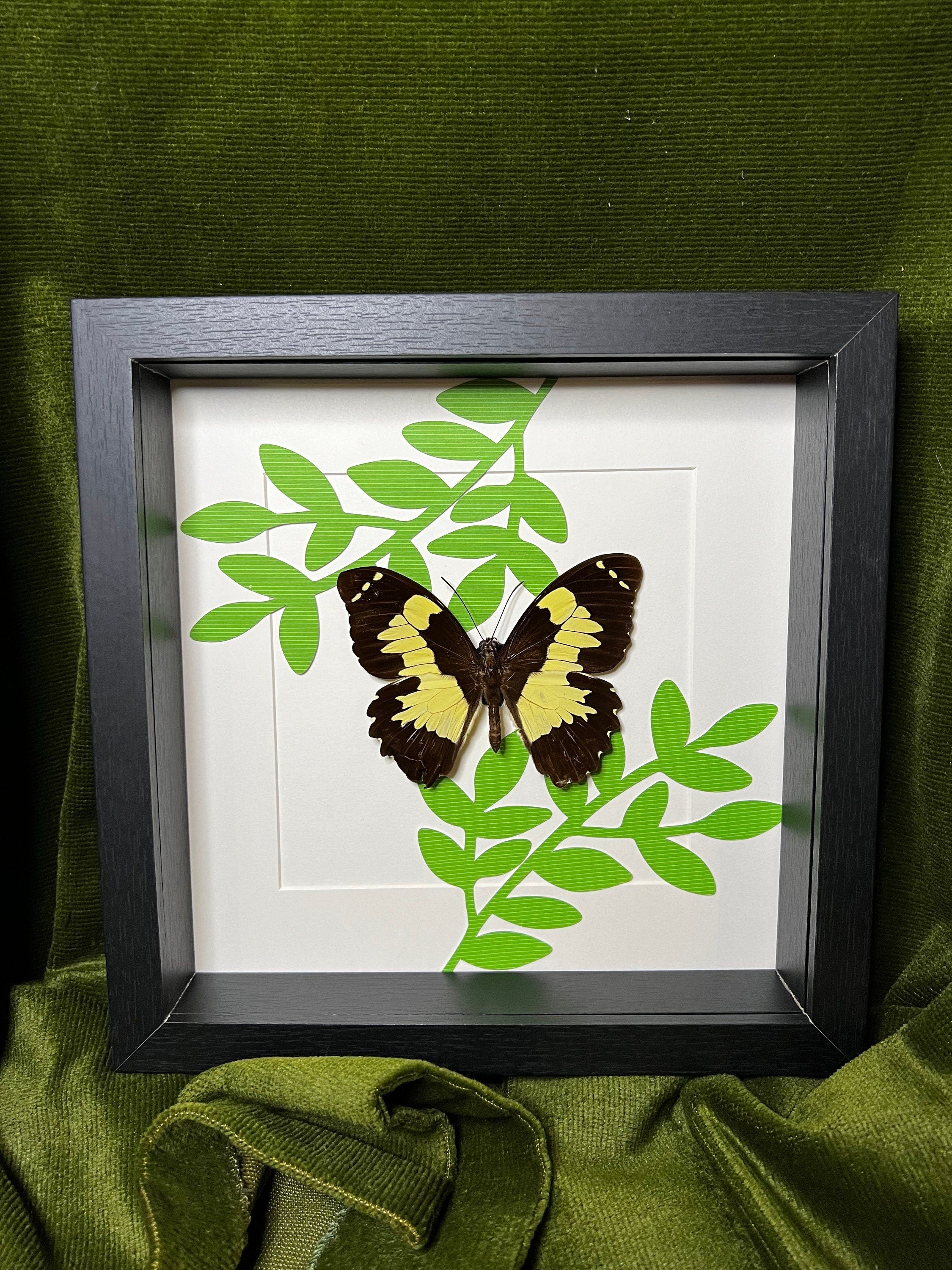 Papilio Euchenor op print in lijst