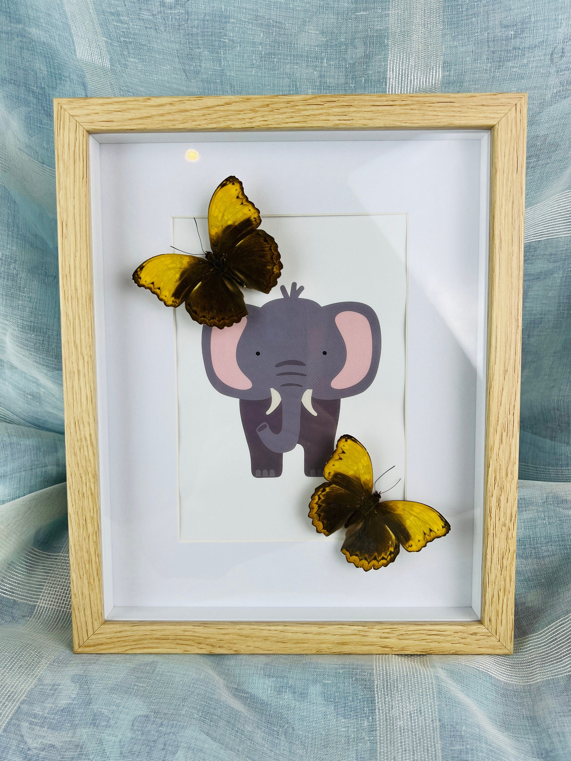 Cymothoe Haynac op print in lijst