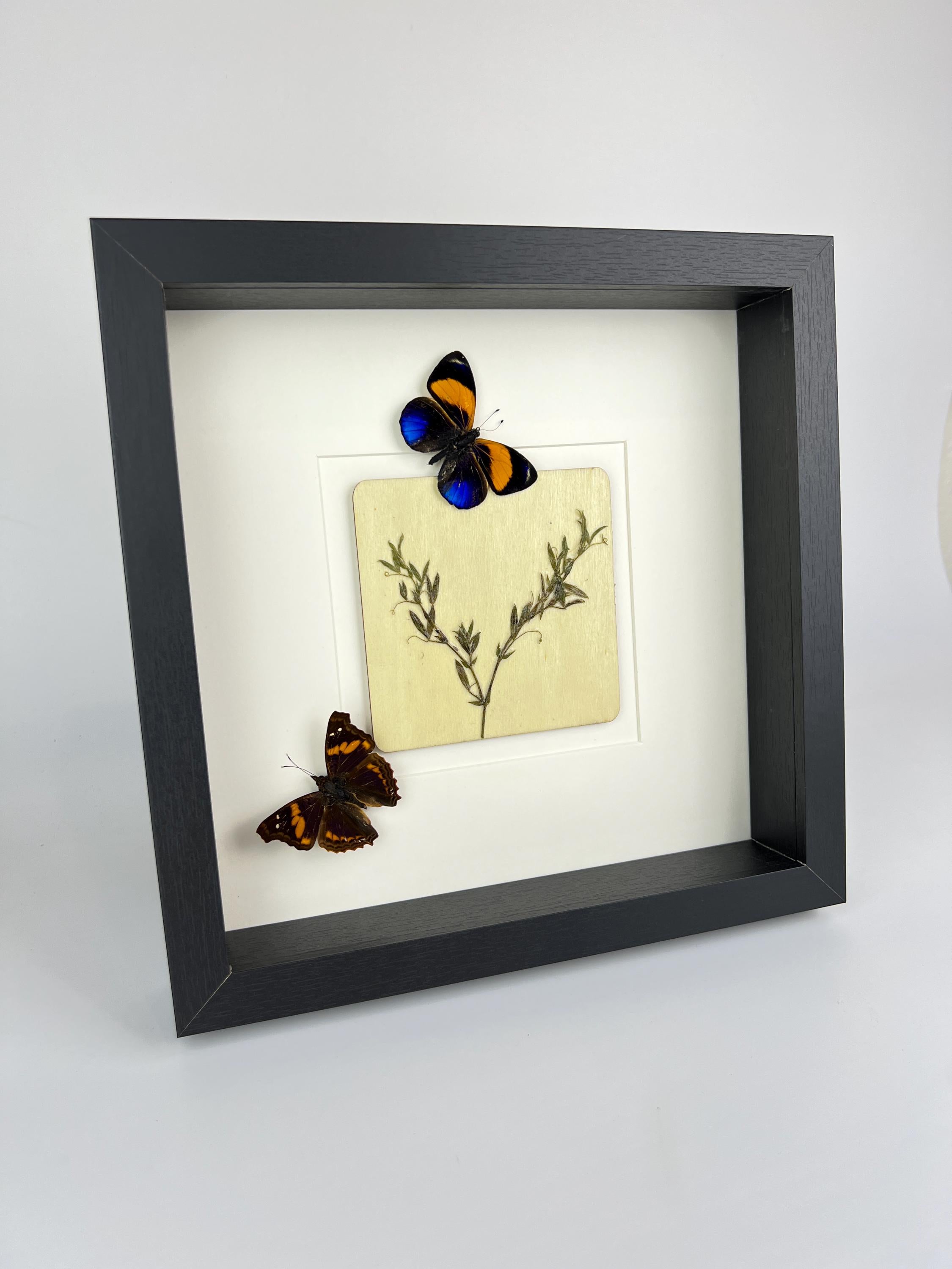 Asterope Markii und Doxocopa mit Trockenblumen im Rahmen