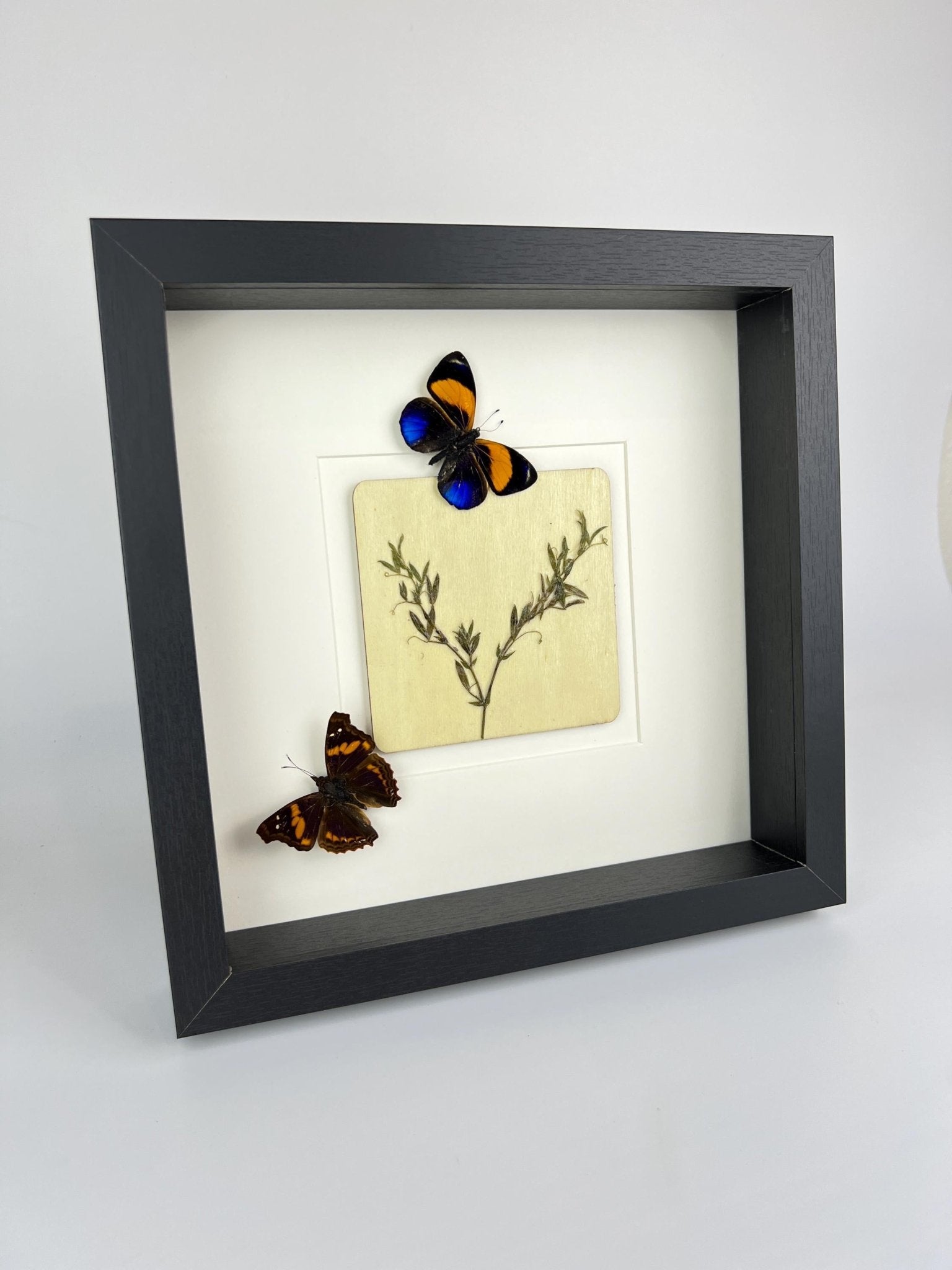 Asterope Markii und Doxocopa mit Trockenblumen in einem Rahmen von KEY LIME STORE