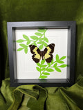 Papilio Euchenor auf Druck in einem Rahmen von KEY LIME STORE