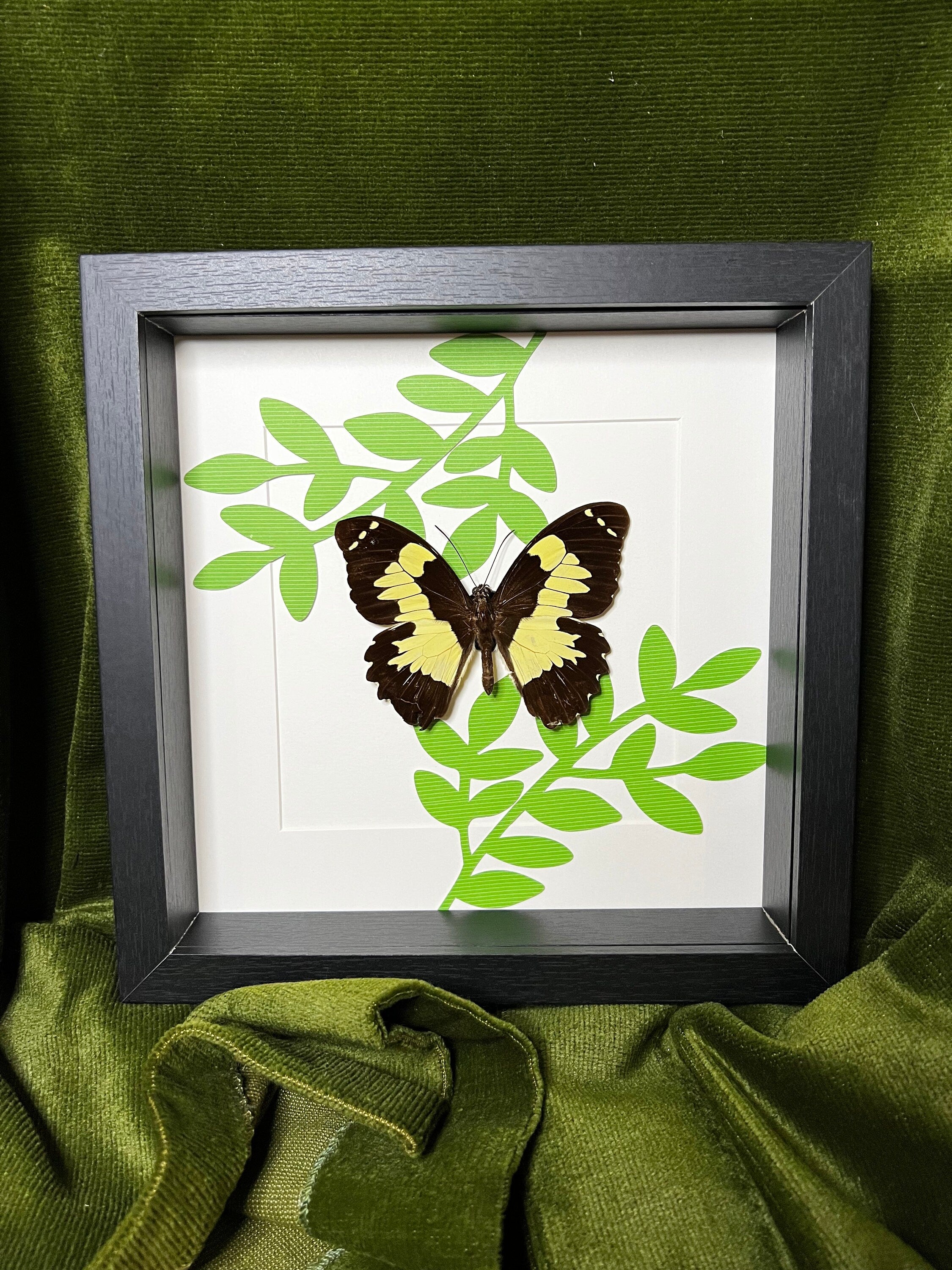 Echte vlinder | Papilio Euchenor op print in lijst (25x25cm)
