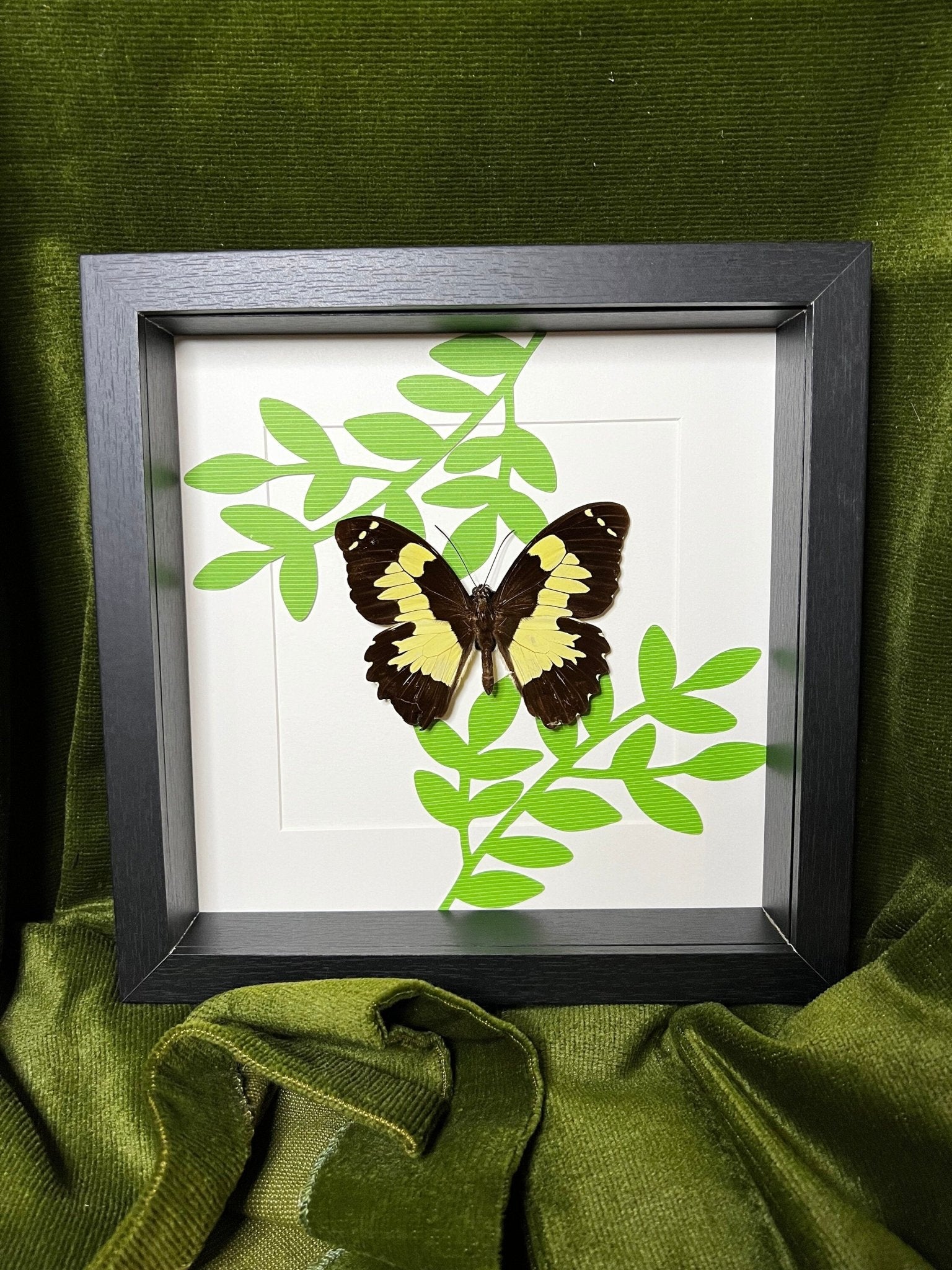 Papilio Euchenor auf Druck in einem Rahmen von KEY LIME STORE