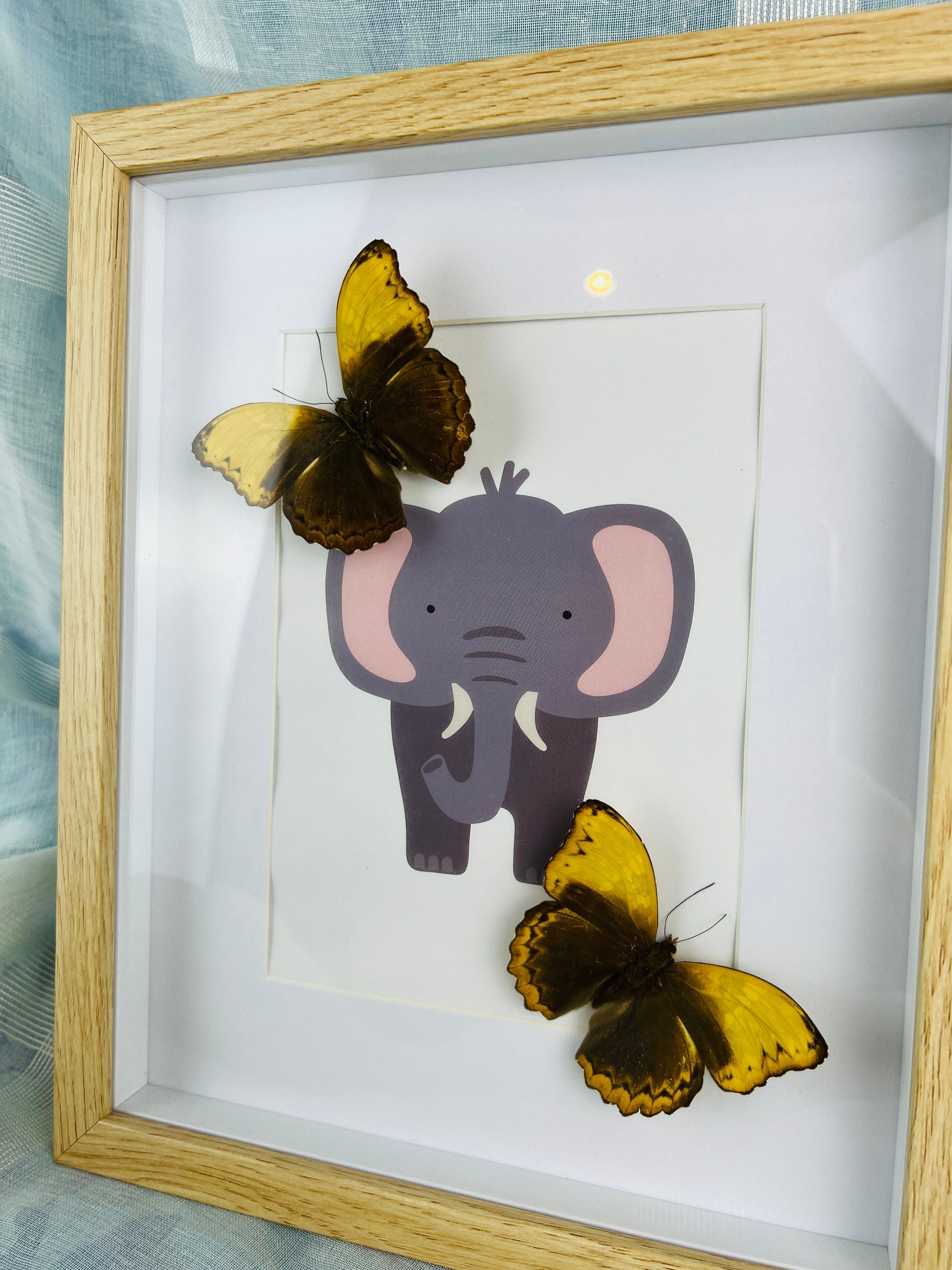 Cymothoe Haynac op print in lijst