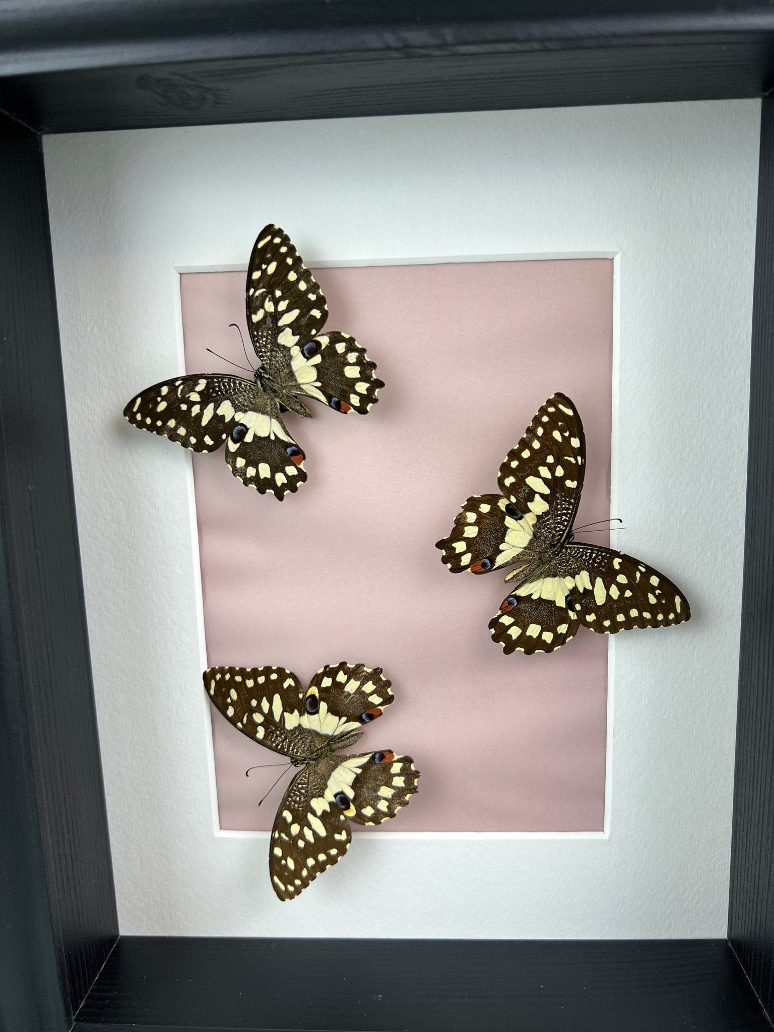 Papilio Demoleus in einem Rahmen von KEY LIME STORE