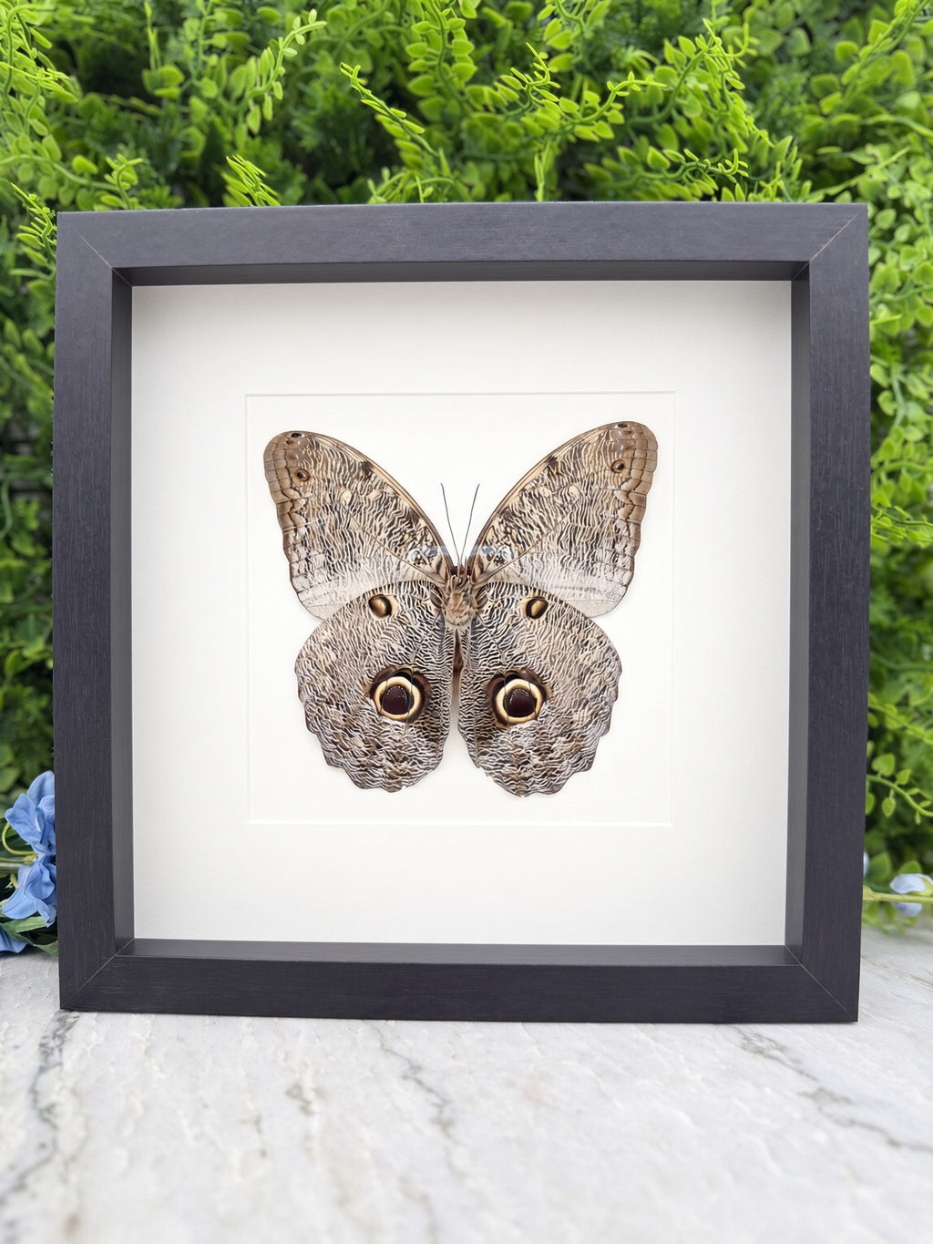 A framed image of a butterfly with large, round eyes is displayed on a white background.