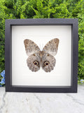 A framed image of a butterfly with large, round eyes is displayed on a white background.