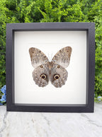 A framed image of a butterfly with large, round eyes is displayed on a white background.