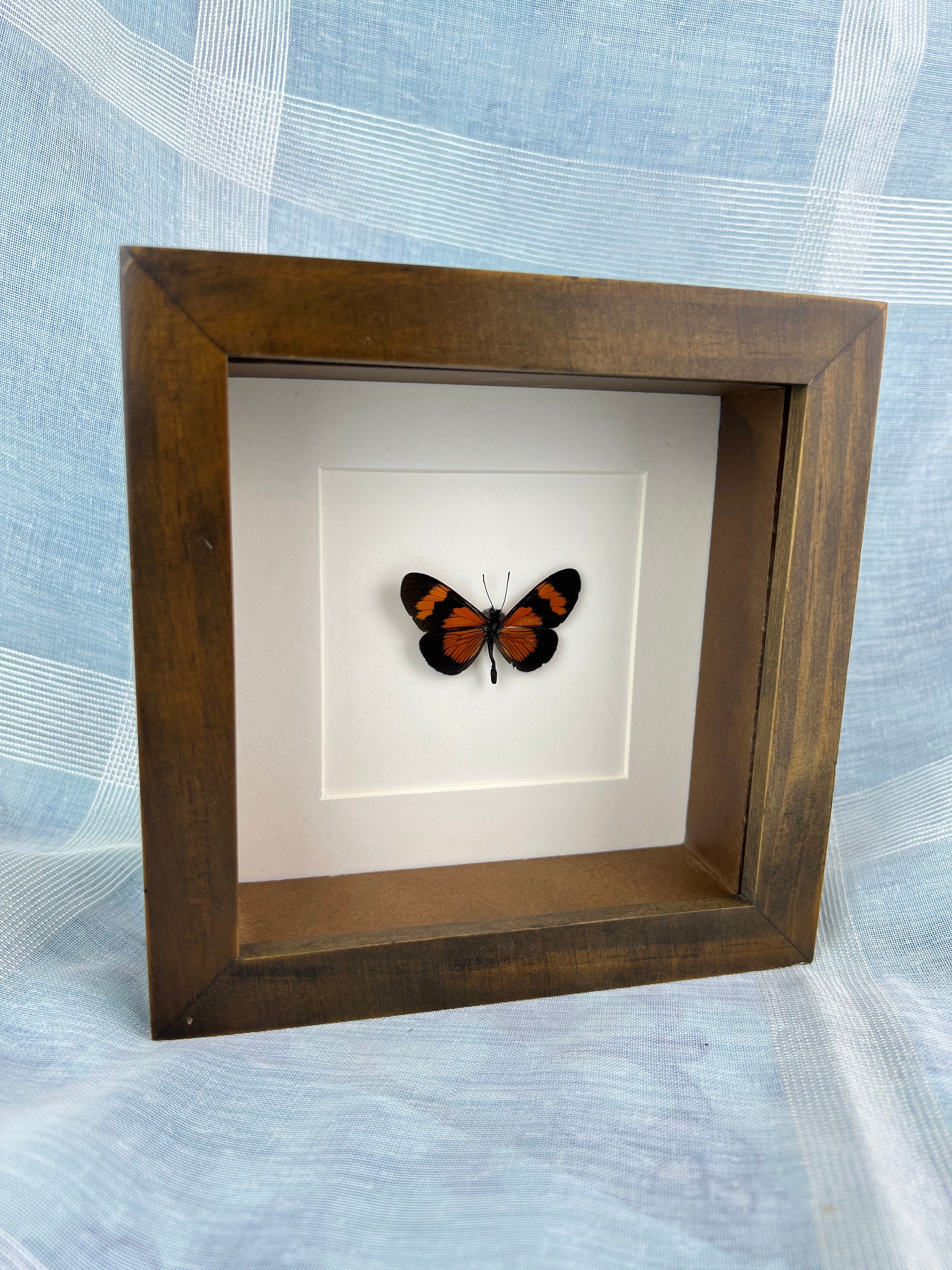 Altinote Negra in a frame