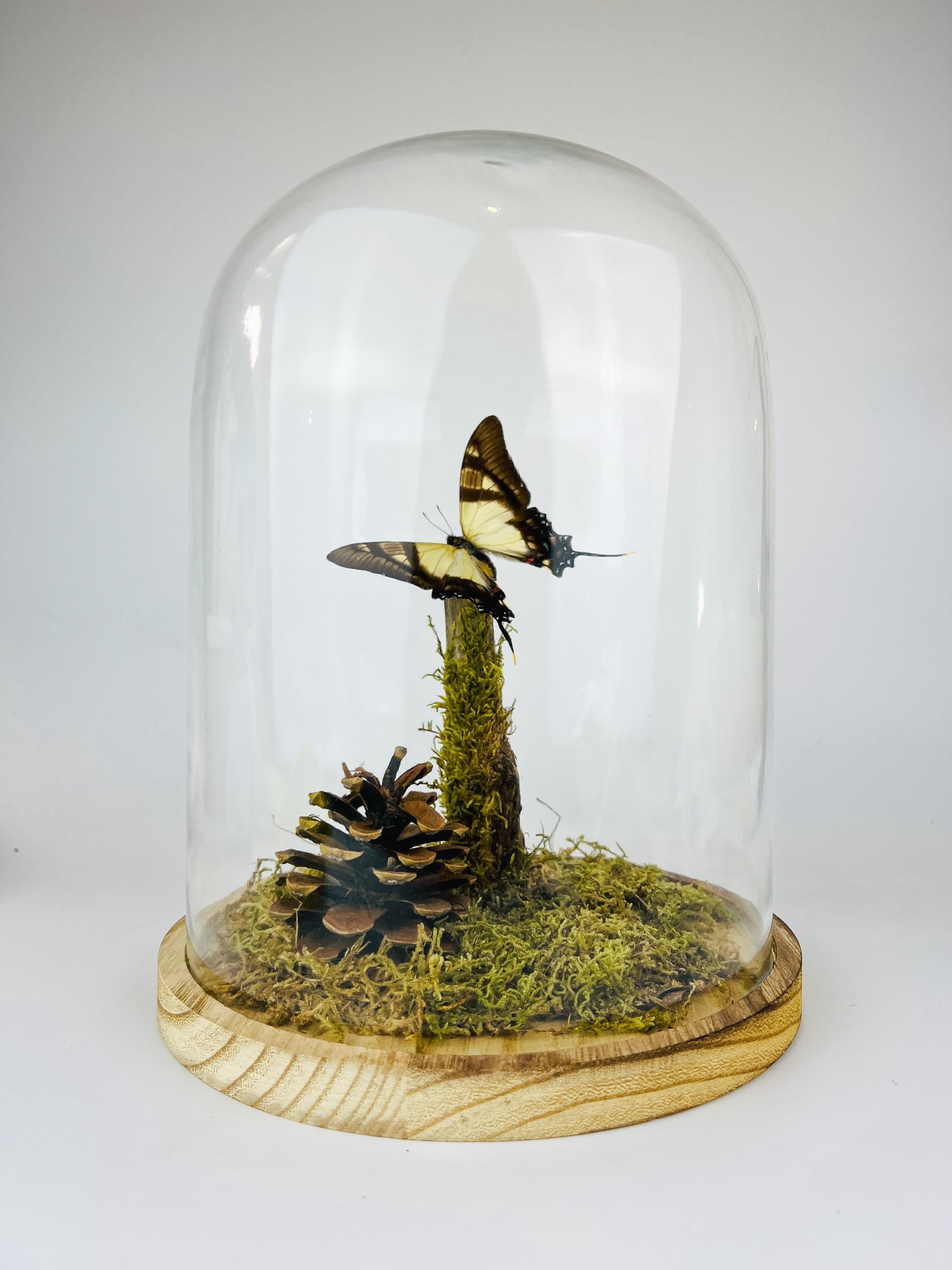 Eurytides Serville in stolp