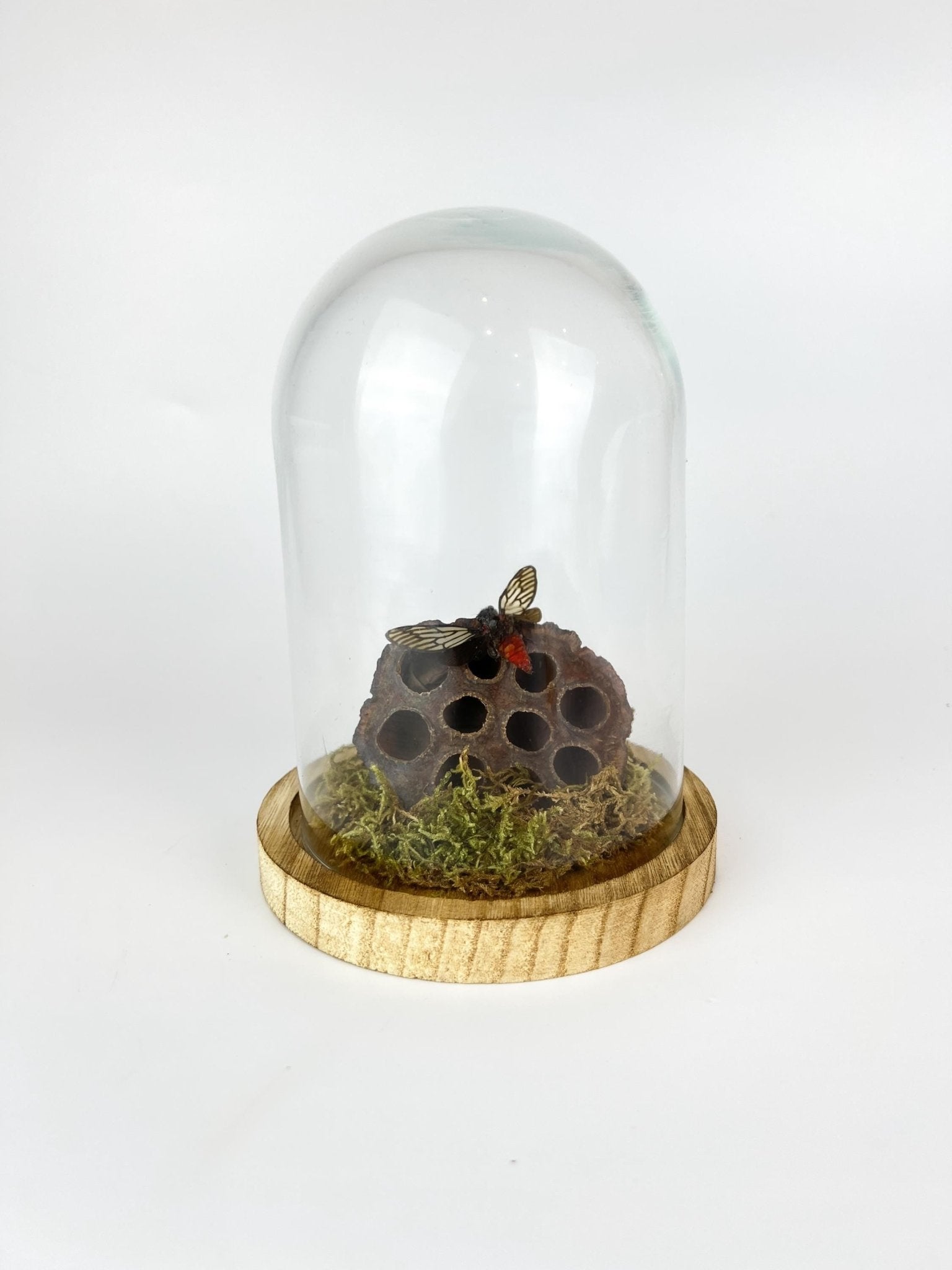 Huechys Incarnata-Zikade mit Moos und getrockneter Lotusblüte in einer Glasglocke von KEY LIME STORE
