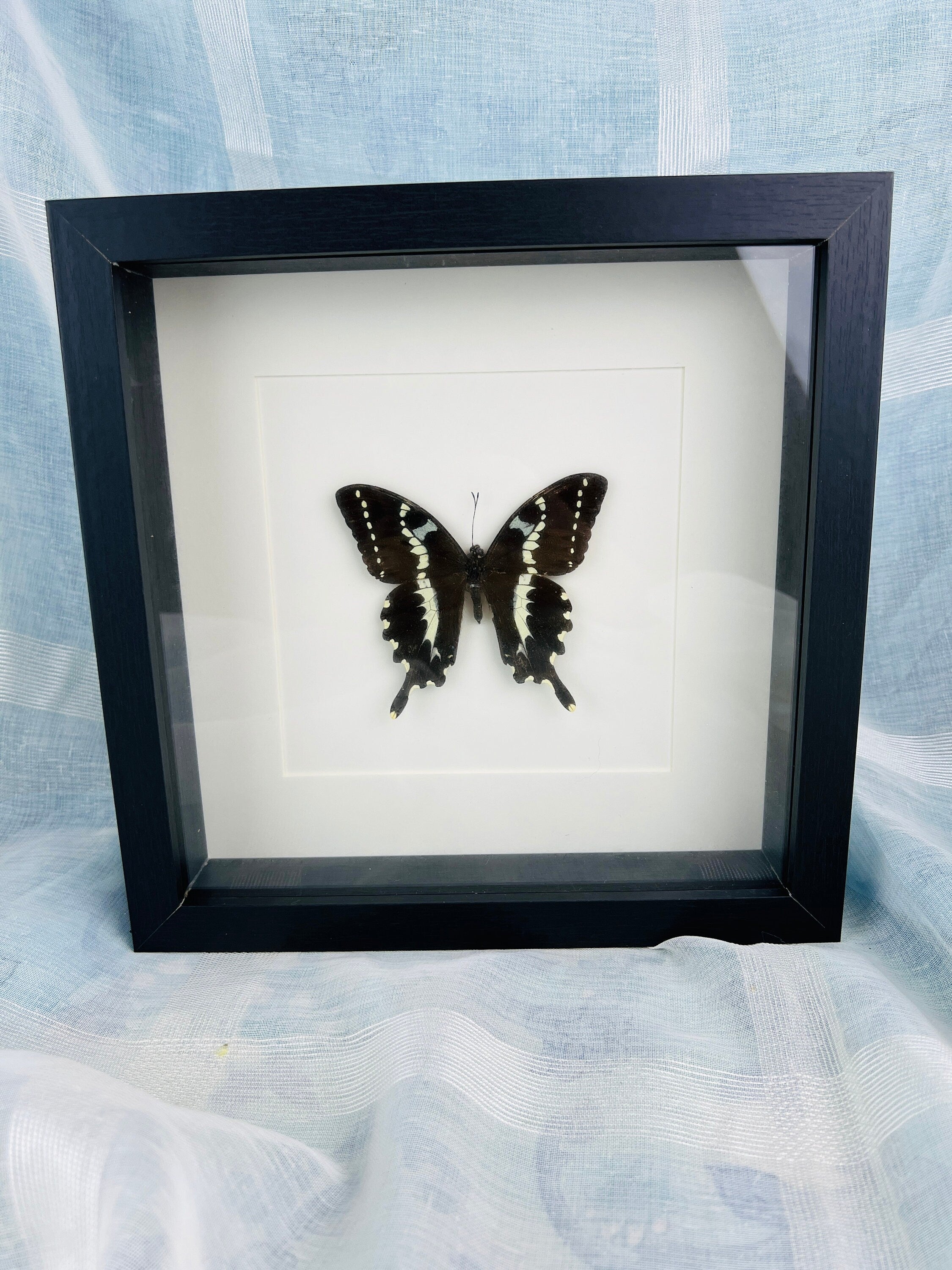 Papilio Delalandei im Rahmen