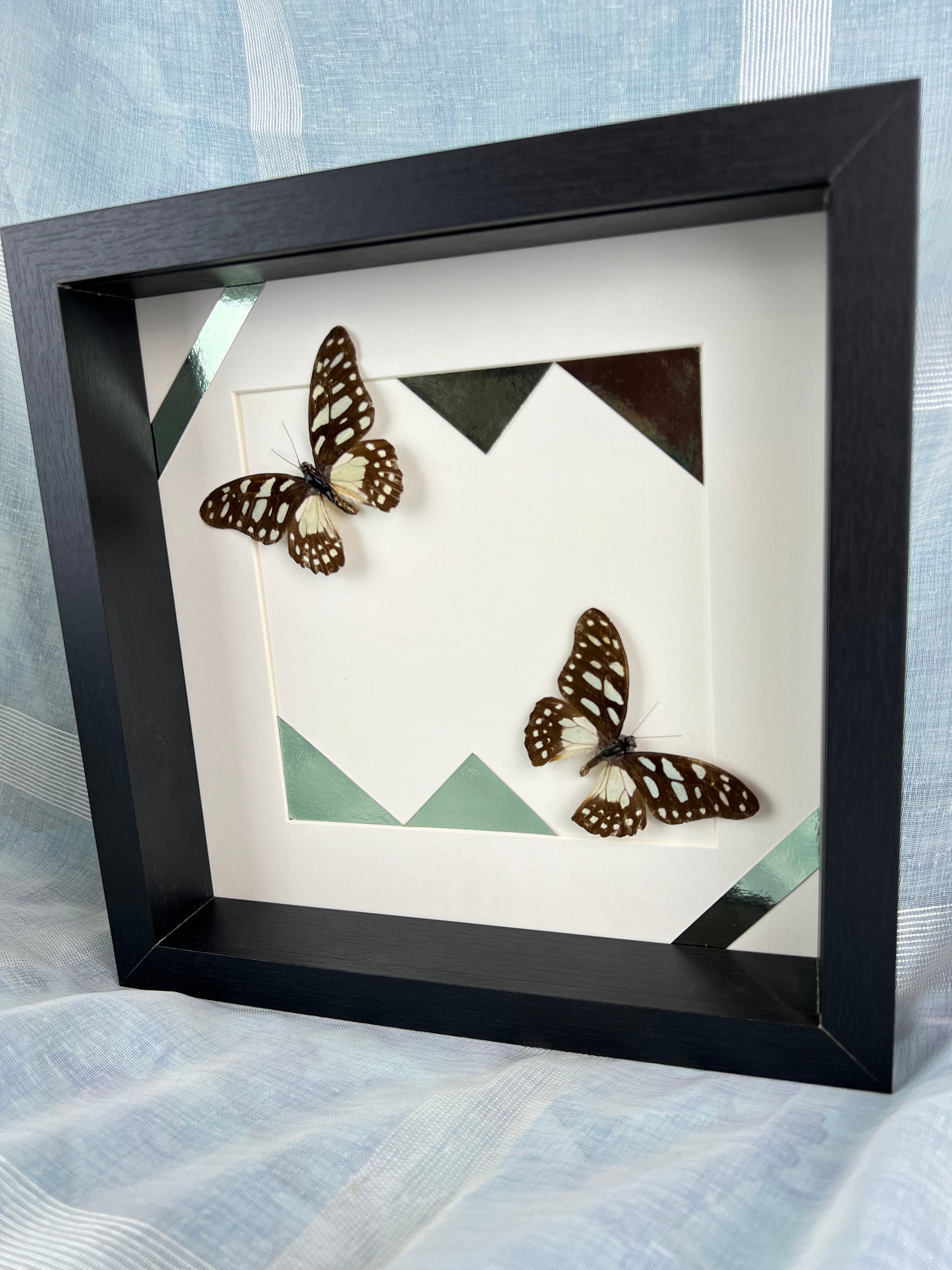 Graphium Leonidas op print in lijst