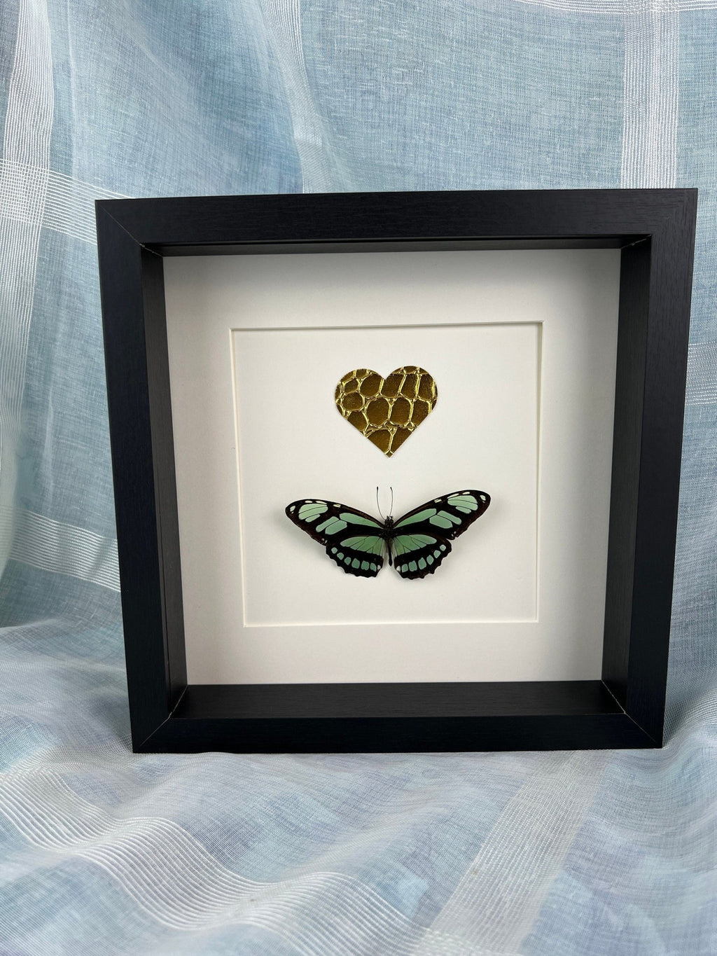 Philaethria Dido und ein goldenes Lederherz in einem Rahmen von KEY LIME STORE