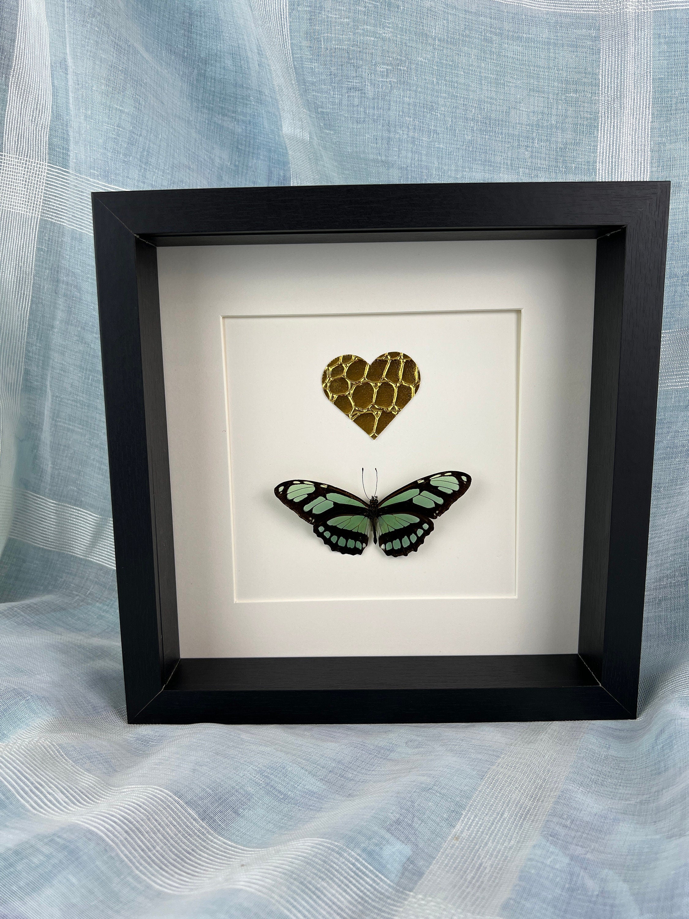 Philaethria Dido en gouden leren hart in lijst