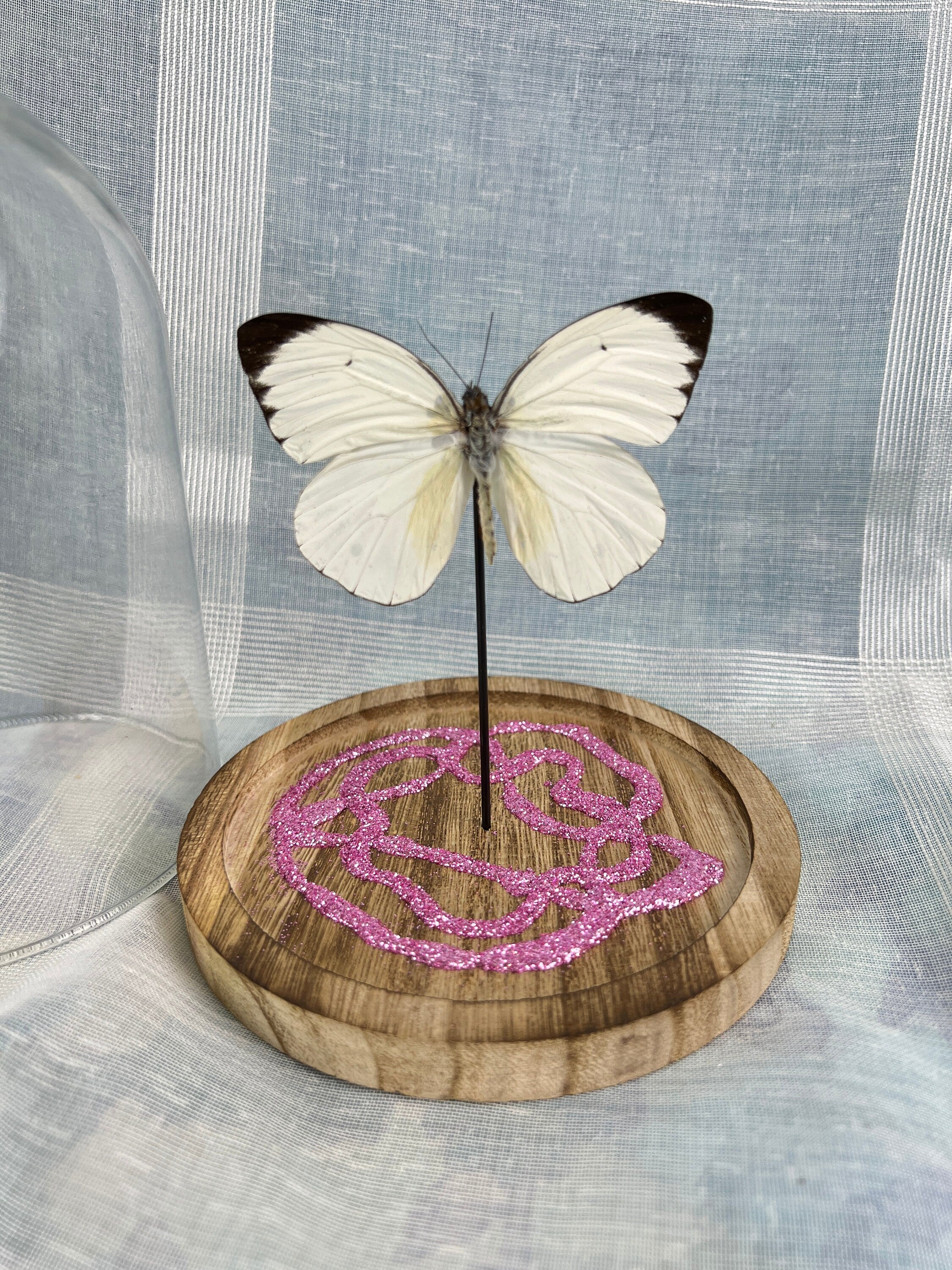 Echte vlinder | Ascia Bunaie met roze glitter element in stolp (17x13cm)