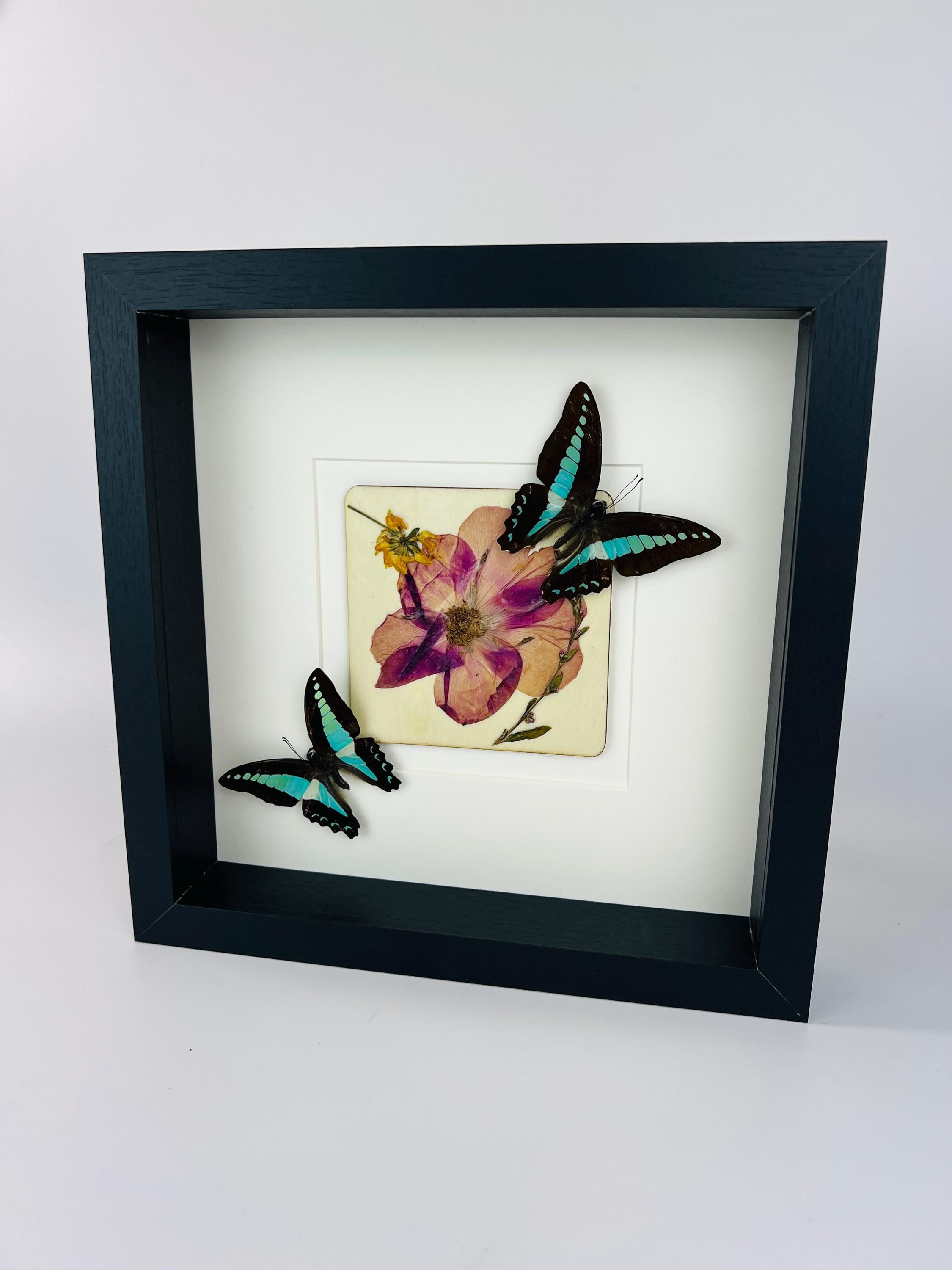 Graphium Sarpedon mit Trockenblumen auf MDF in einem Rahmen