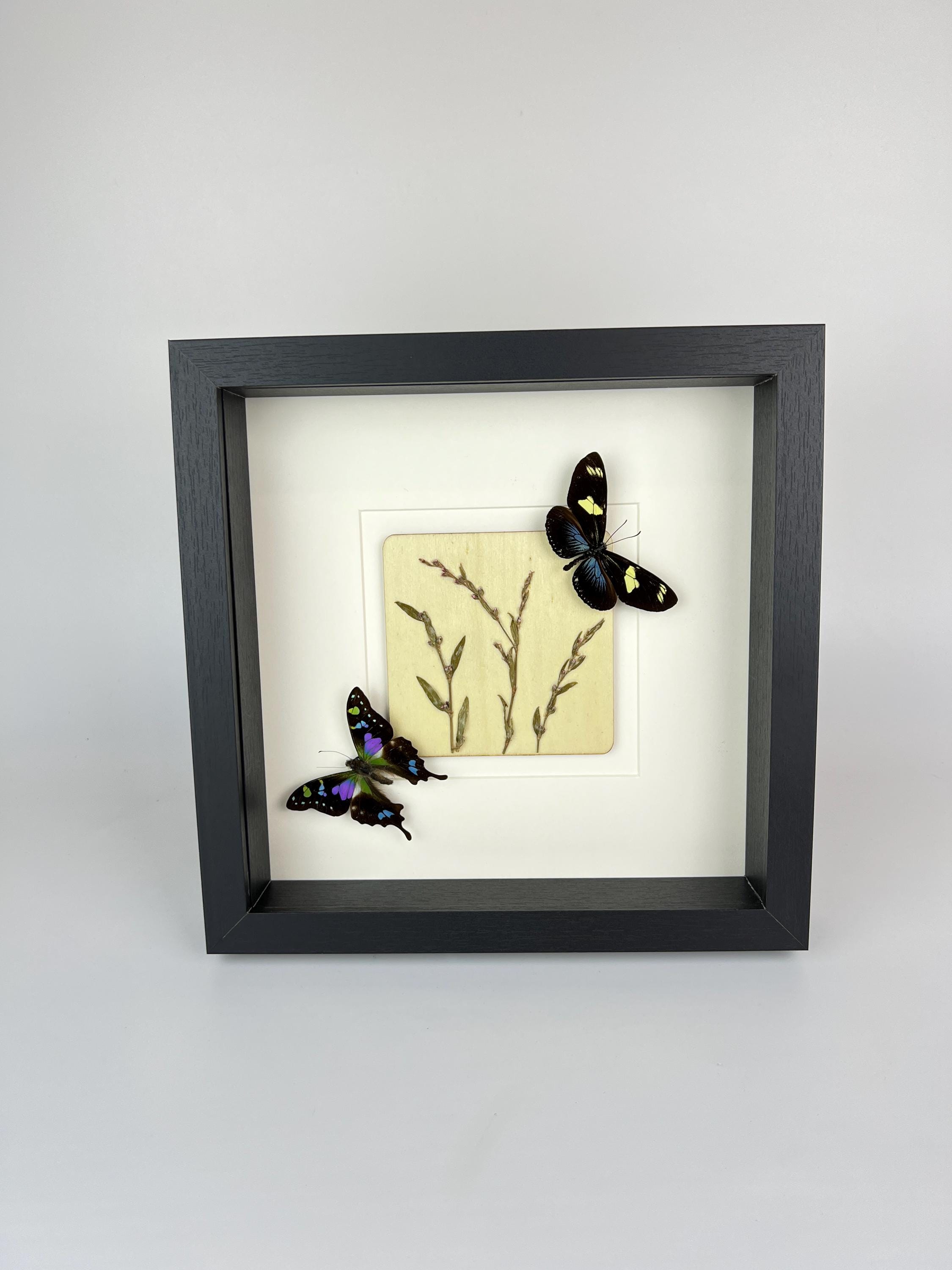 Heliconius- und Graphium-Weiskei mit Trockenblumen im Rahmen