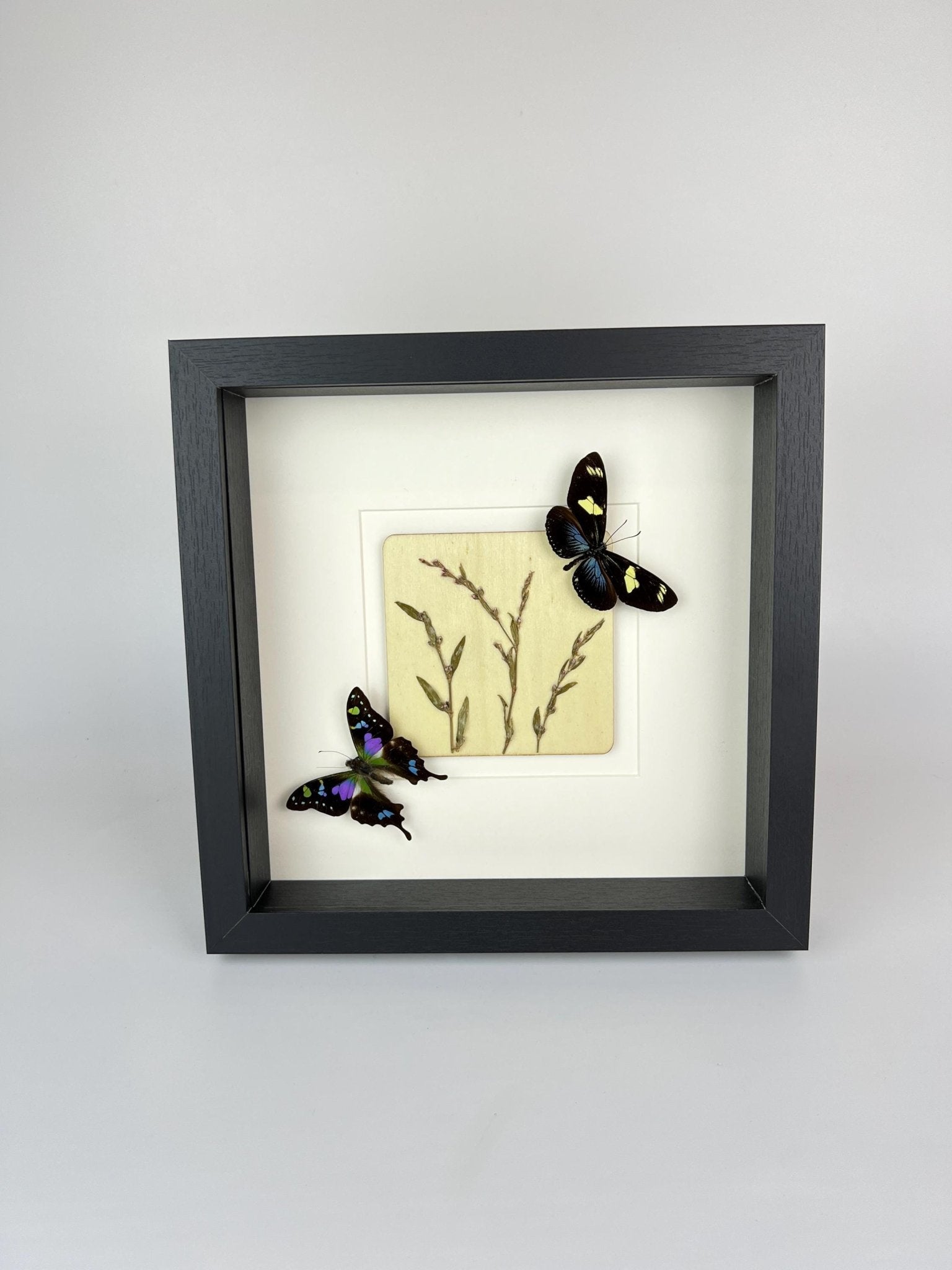 Heliconius und Graphium Weiskei mit Trockenblumen in einem Rahmen von KEY LIME STORE