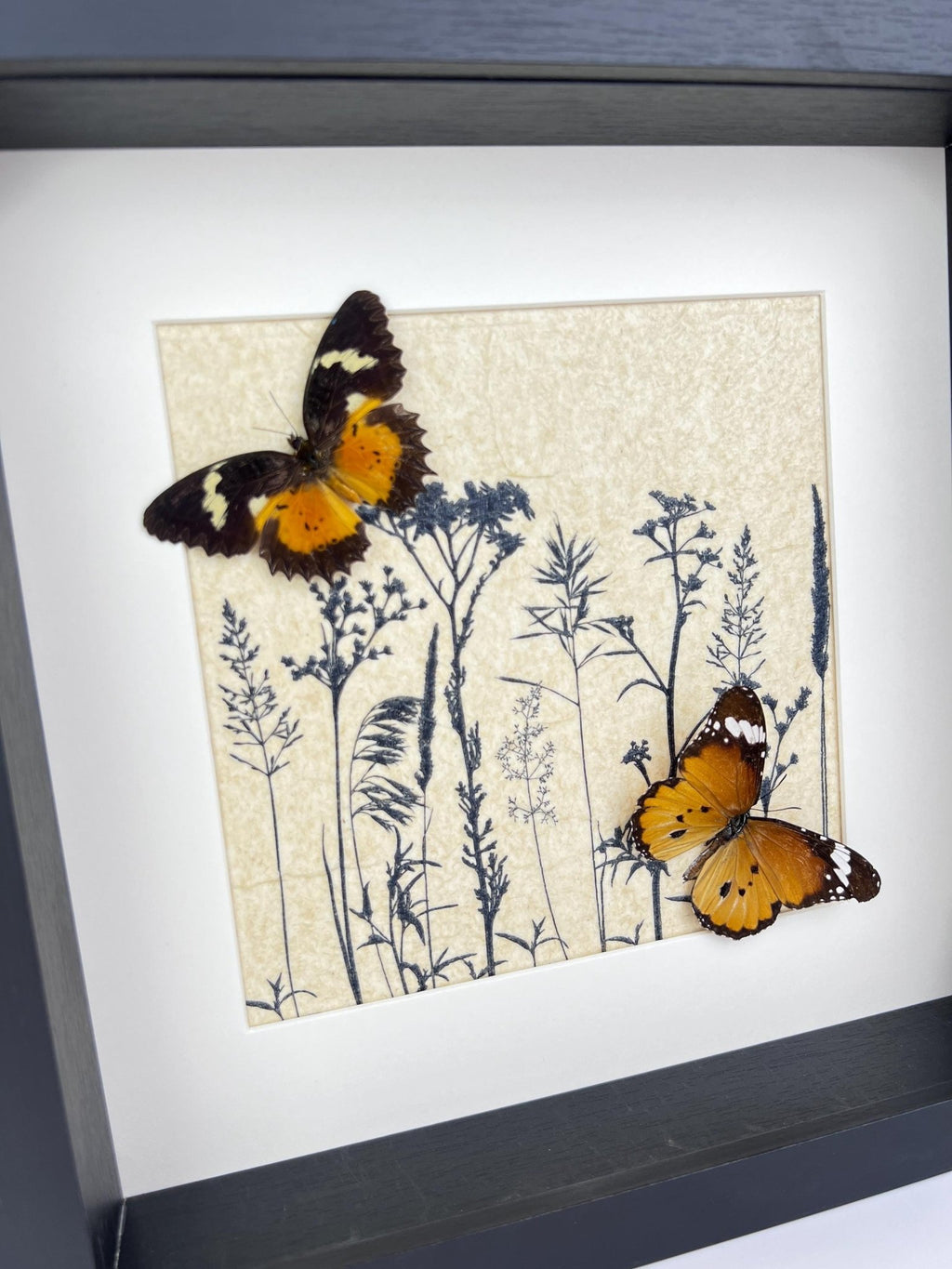 Cethosia Hypsea und Danaus Chrysippus in einem Rahmen von KEY LIME STORE