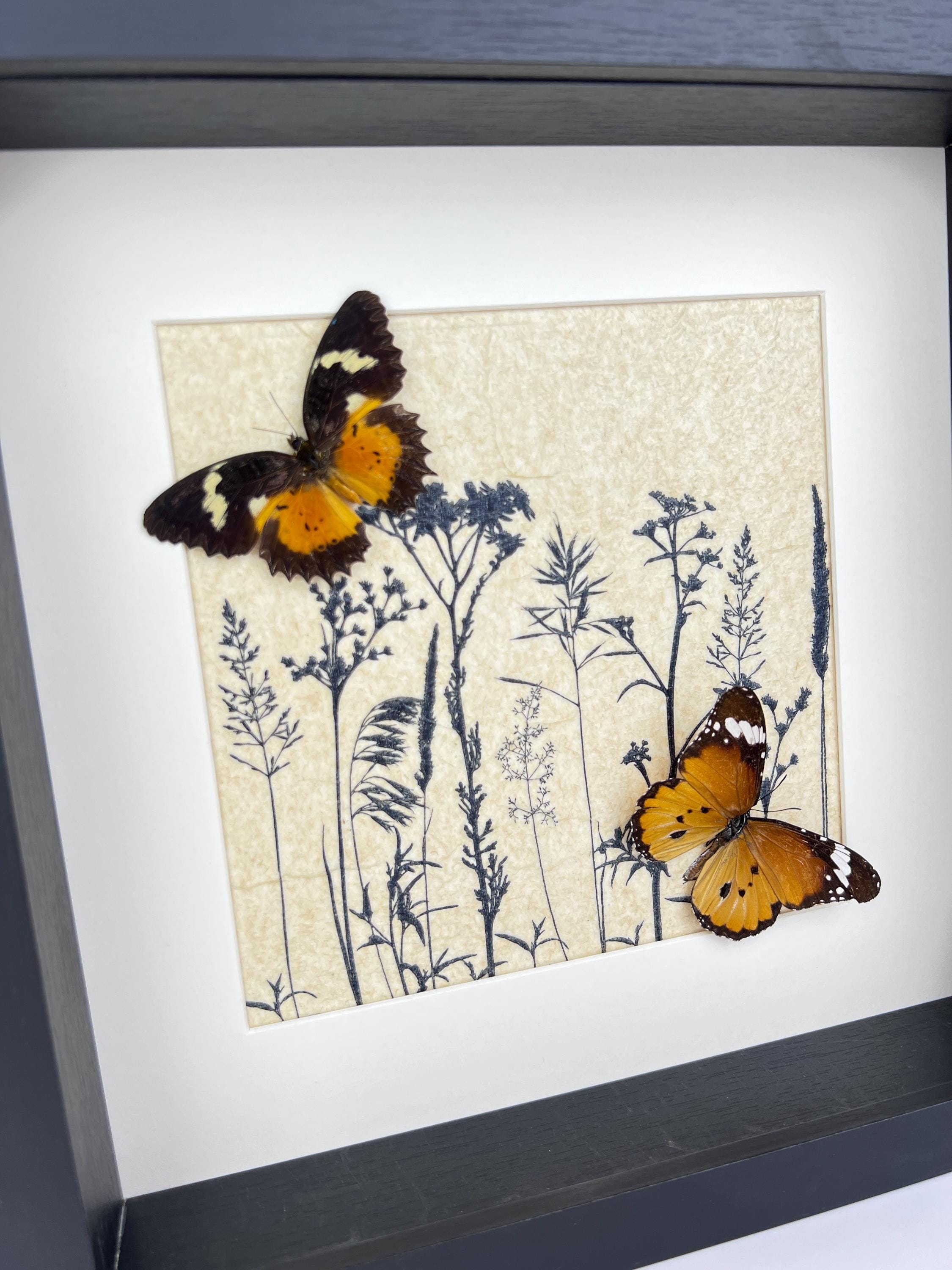 Cethosia hypsea und Danaus chrysippus in einem Rahmen