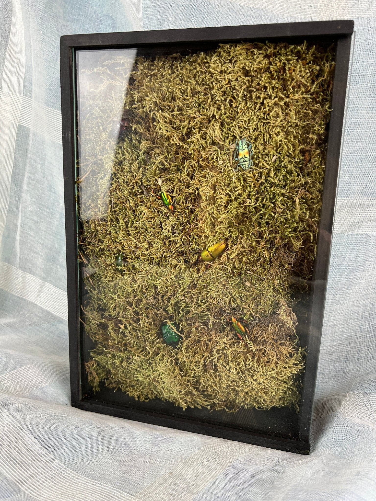 7 Käfer auf Moos in einer Insektenbox von KEY LIME STORE